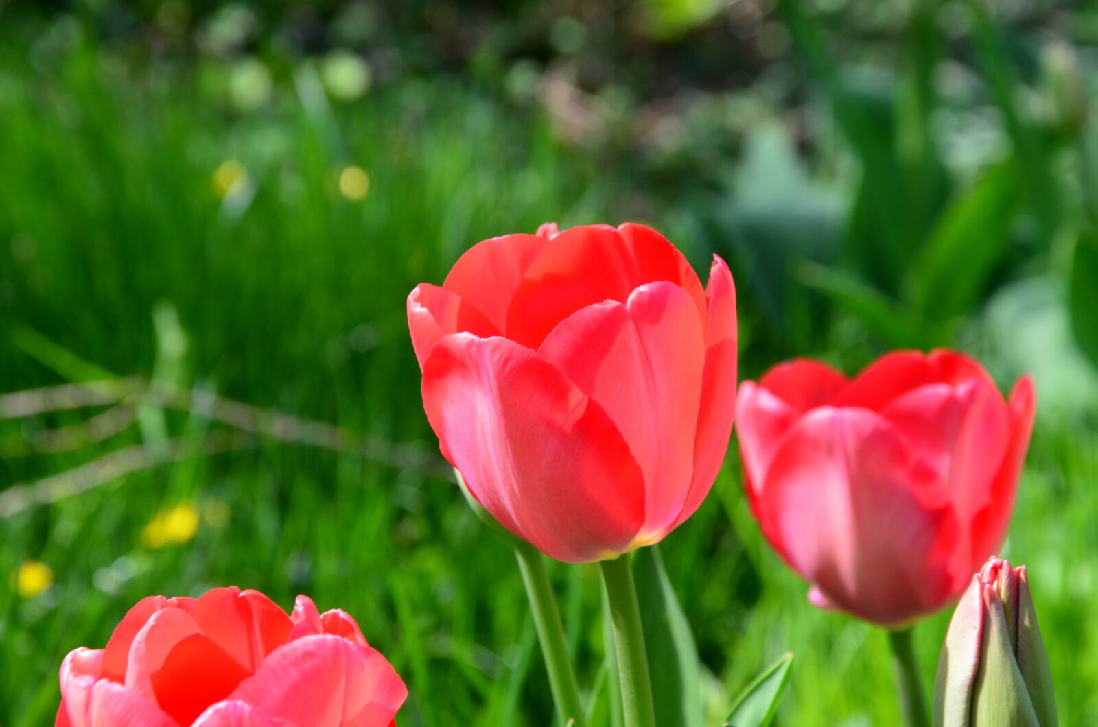 Nikon D5100 sample photo. Tulip, flower, spring photography