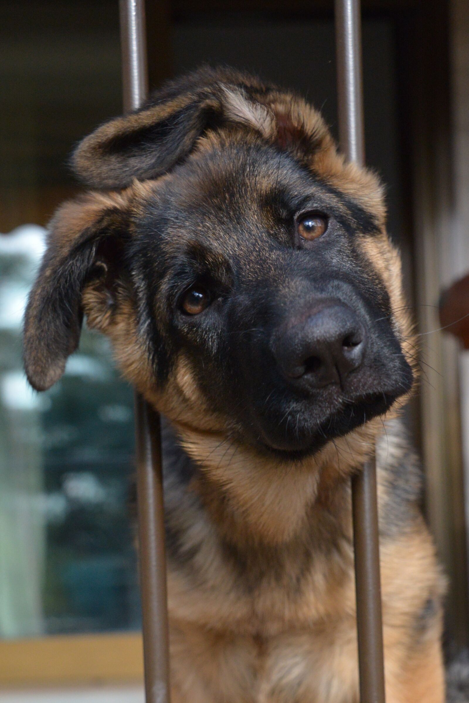 Nikon D600 sample photo. Dog, pastor, german photography