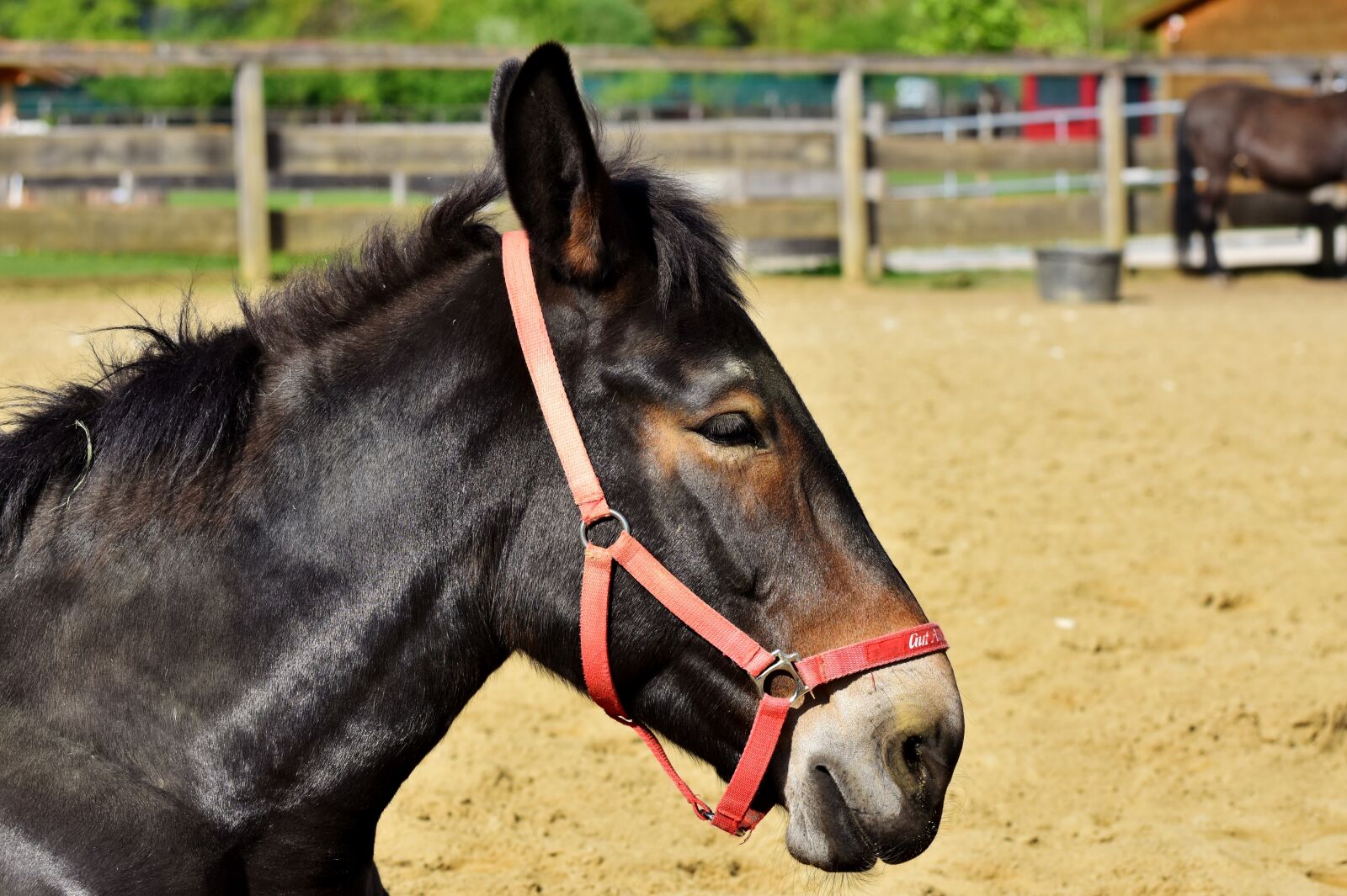 Nikon D7200 sample photo. Mule, muli, donkey photography