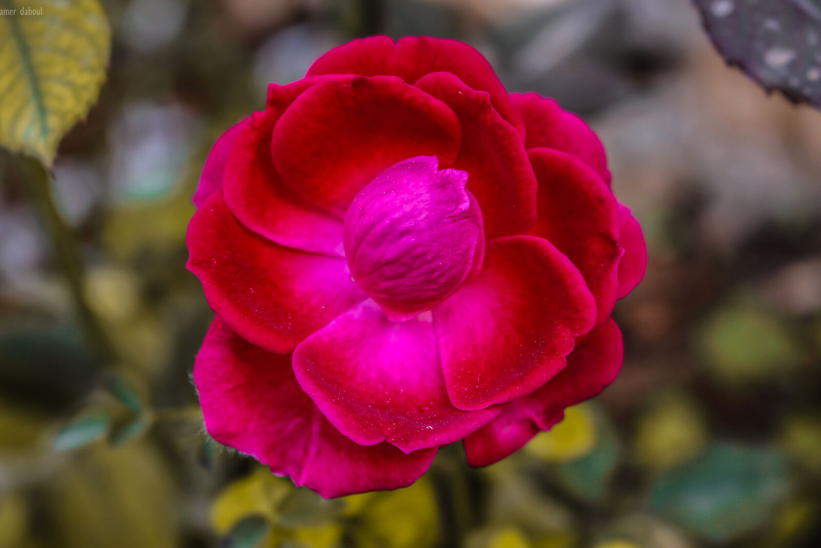 Canon EOS 700D (EOS Rebel T5i / EOS Kiss X7i) sample photo. Abstract, background, beautiful, beautiful photography