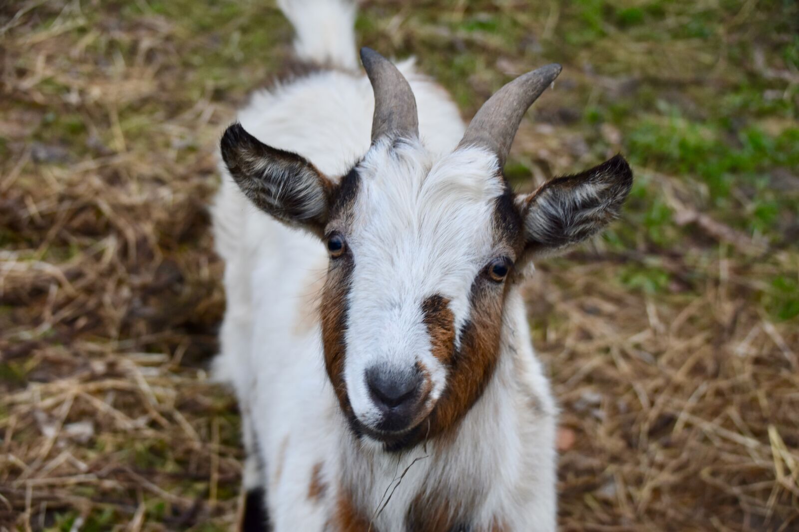 Nikon D5600 sample photo. Goat, portrait pet goat photography