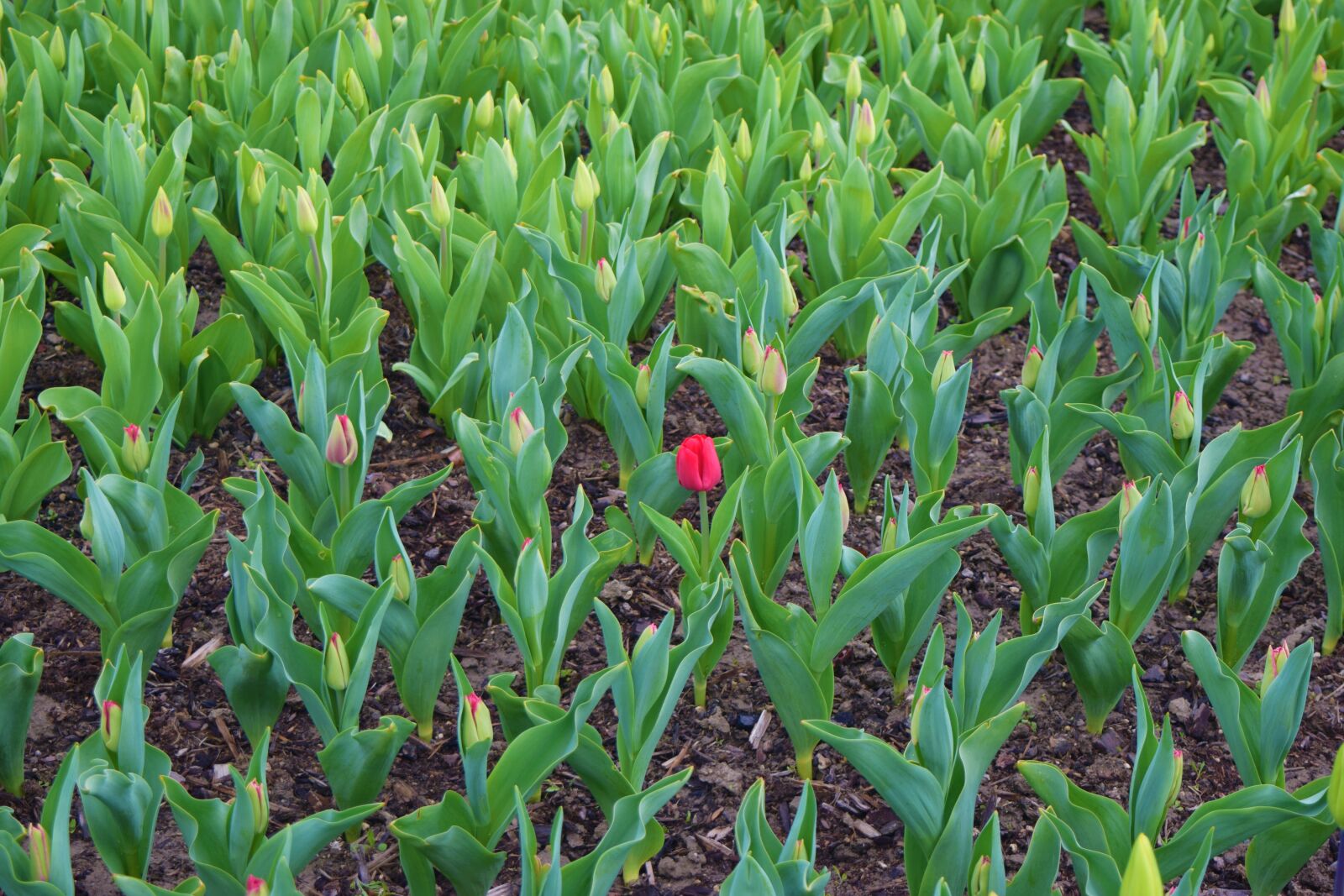 Nikon D3300 sample photo. Blooming, blossom, tulip field photography