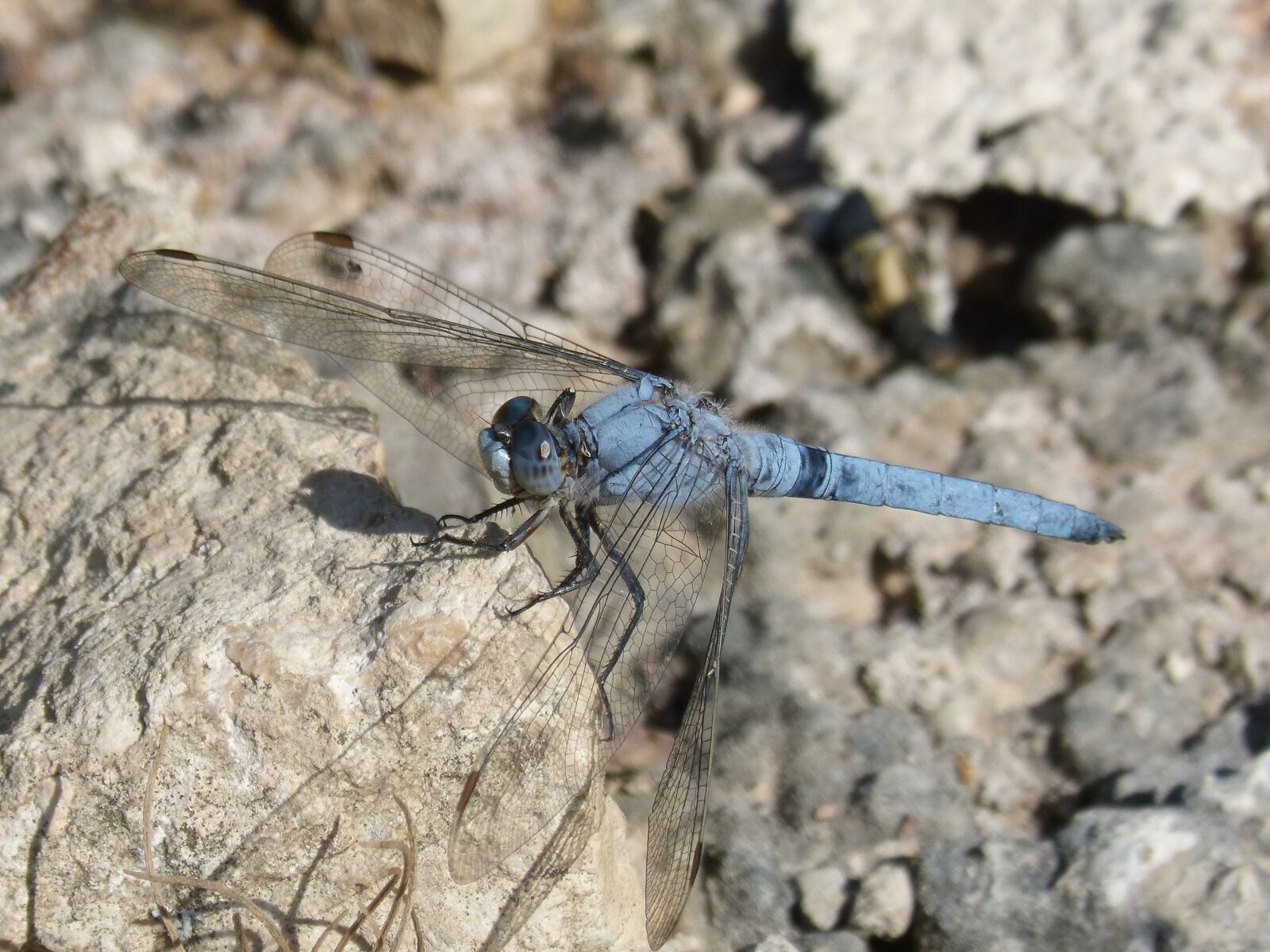 Panasonic DMC-FZ62 sample photo. Dragonfly, orthetrum brunneum, blue photography