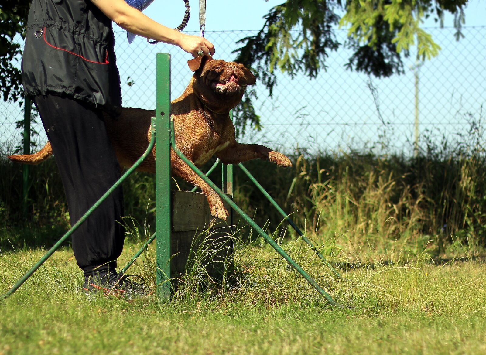 Canon EOS 600D (Rebel EOS T3i / EOS Kiss X5) + Canon EF 50mm F1.8 II sample photo. Training, bordeaux, mastiff photography