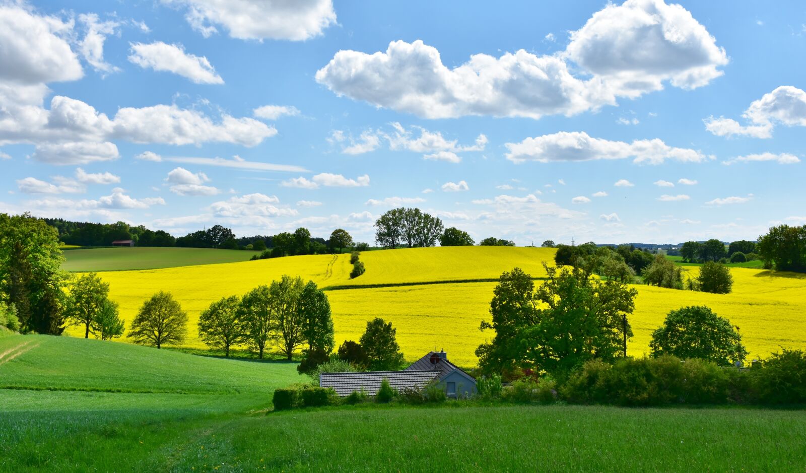 Nikon D7200 sample photo. Landscape, nature, oilseed rape photography