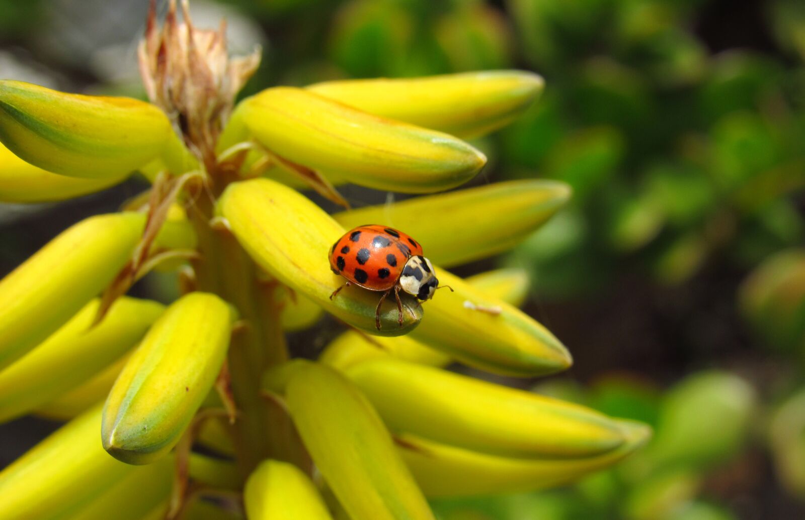 Canon PowerShot SX530 HS sample photo. Ladybug, bug, beetle photography
