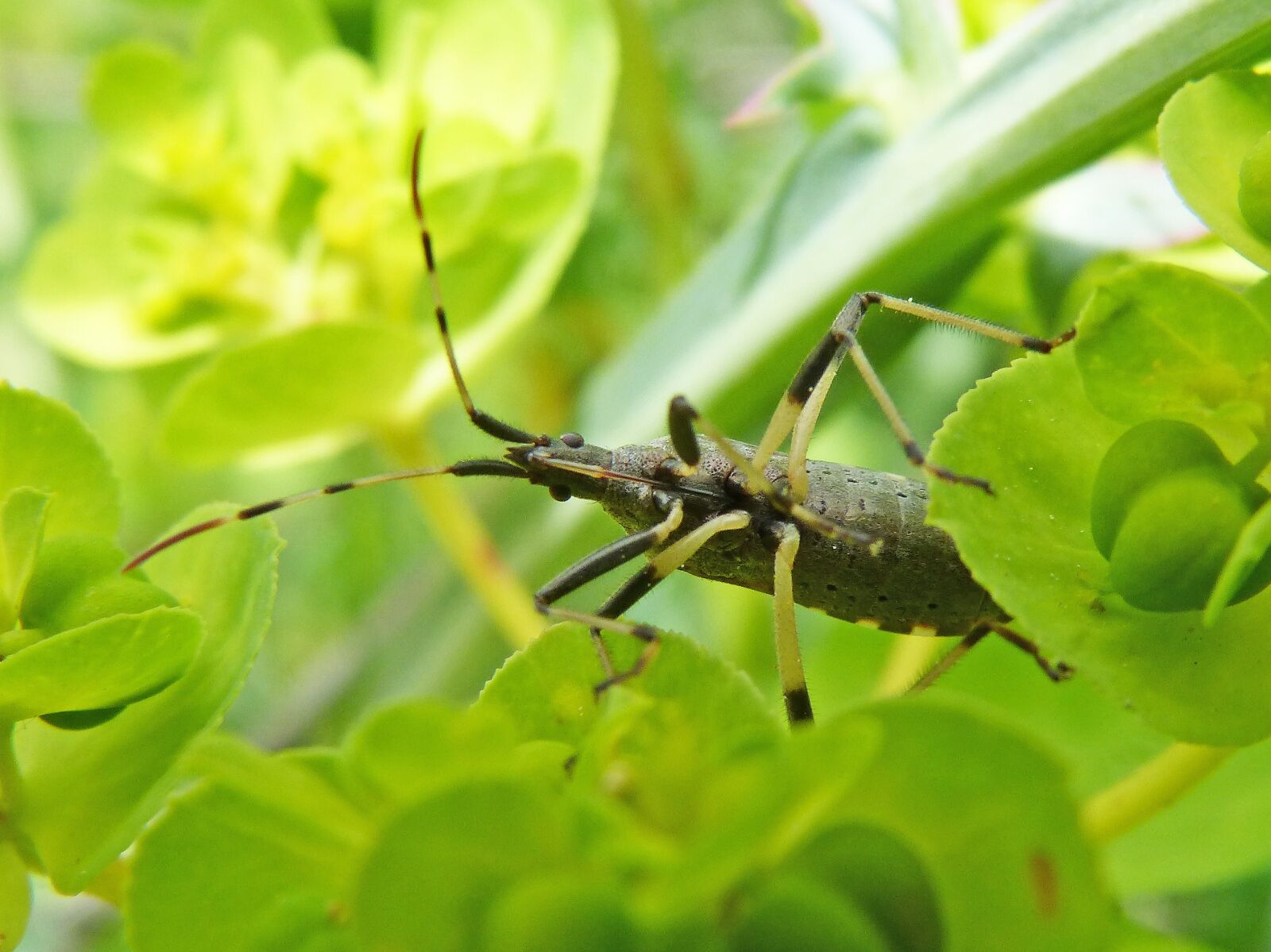 Panasonic DMC-FZ62 sample photo. Longhorn beetle, beetle longicornio photography