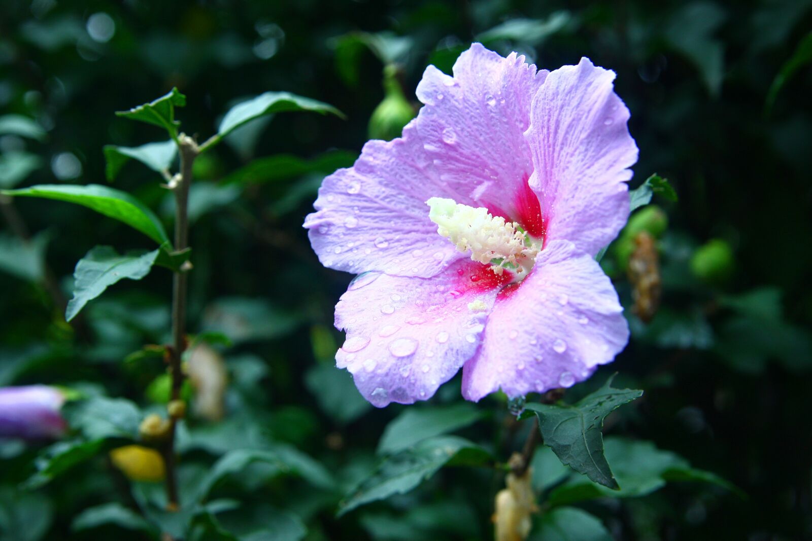 Canon EOS 40D sample photo. Rose of sharon, flowers photography