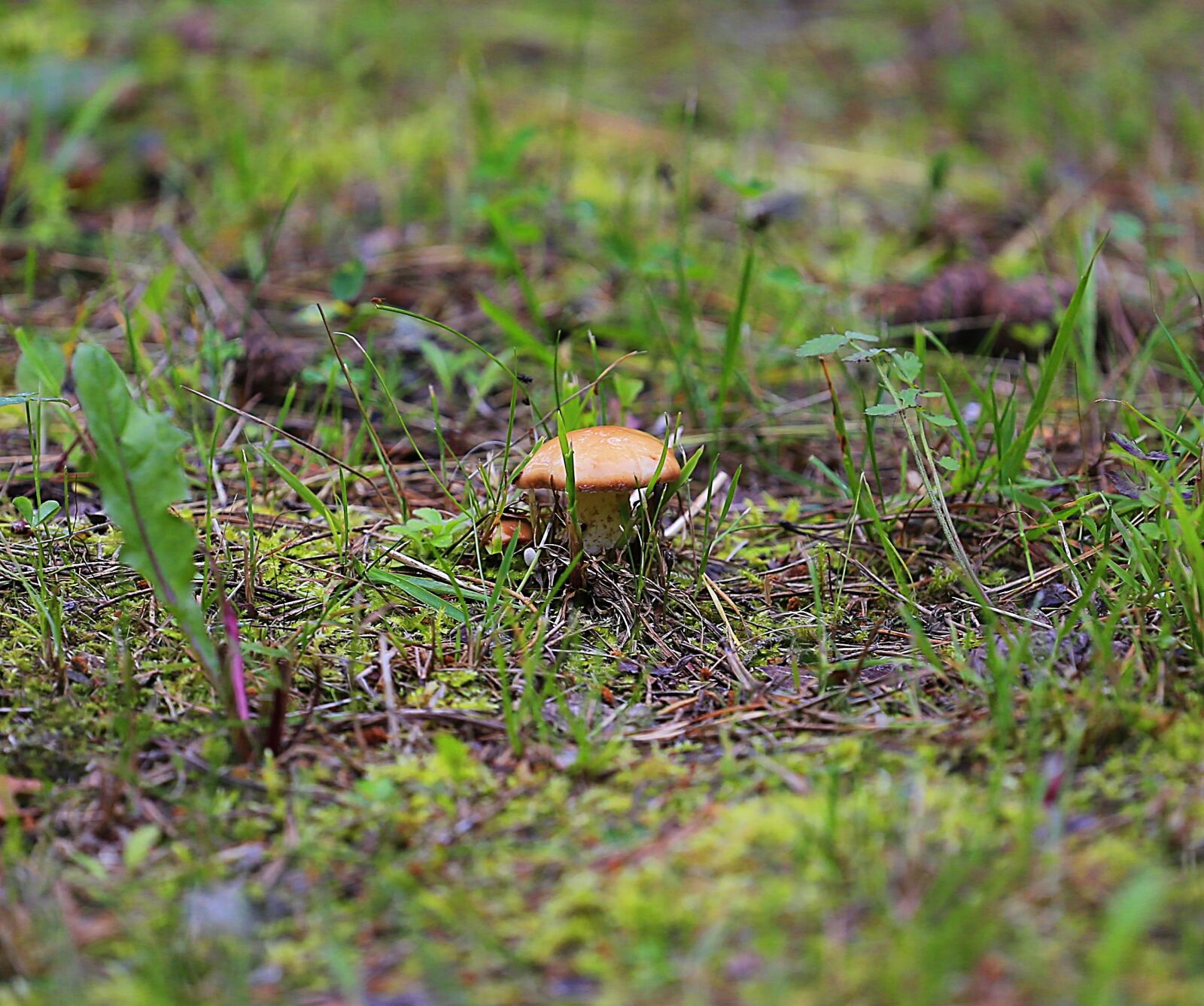 Canon EOS 6D + Canon EF 70-200mm F4L USM sample photo. Mushroom, greasers, forest photography