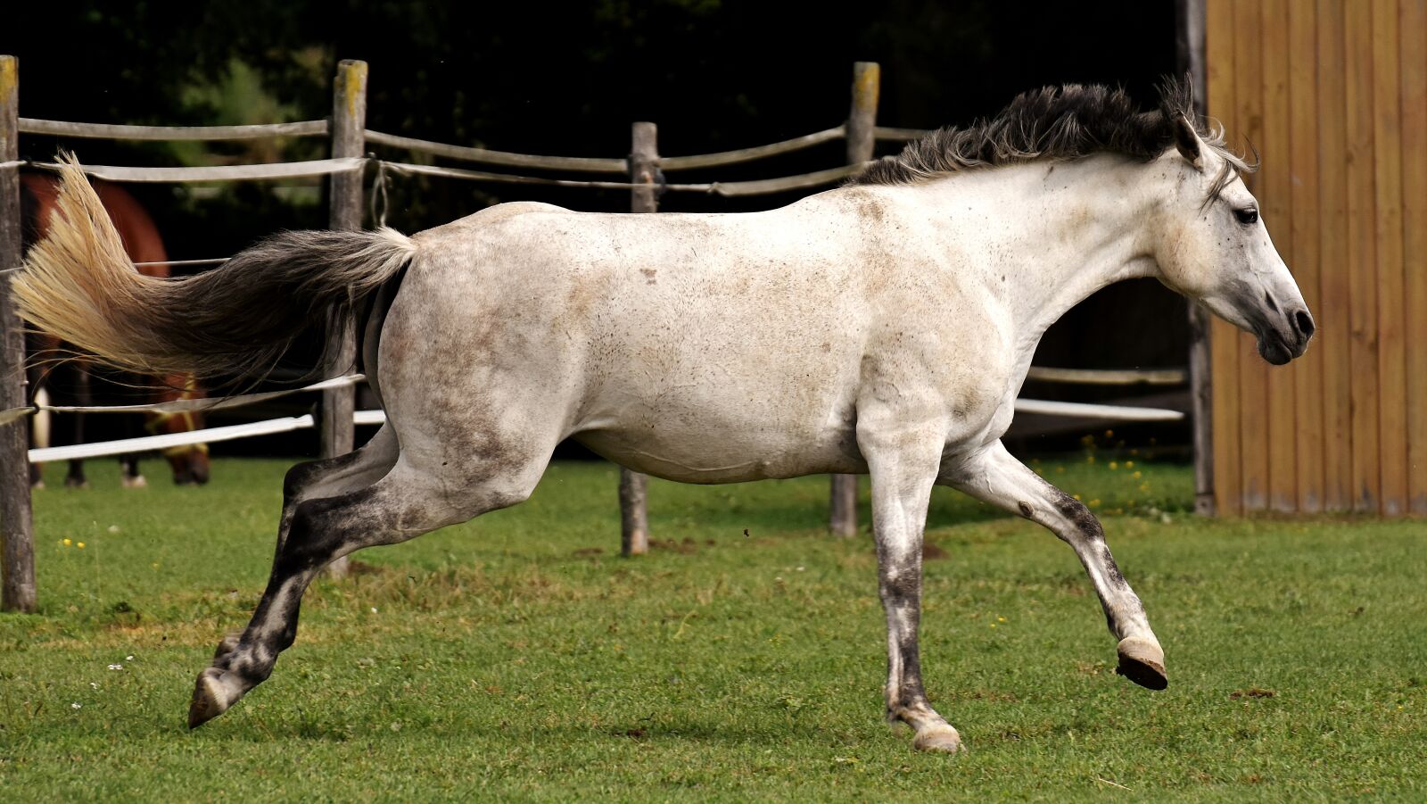 Nikon D7200 sample photo. Mold, horse, love for photography