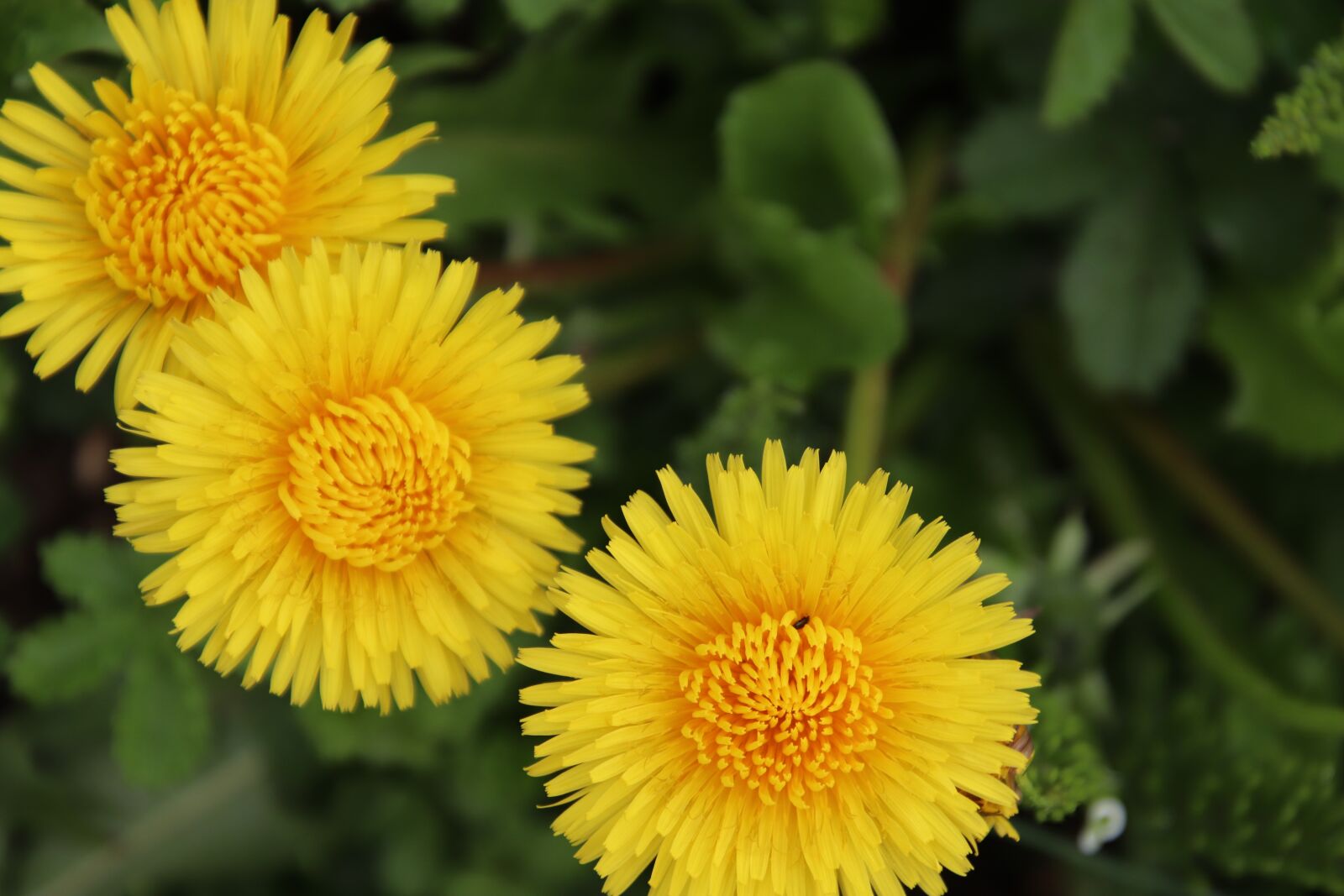 Canon EOS 800D (EOS Rebel T7i / EOS Kiss X9i) sample photo. Dandelions, yellow flower, botany photography