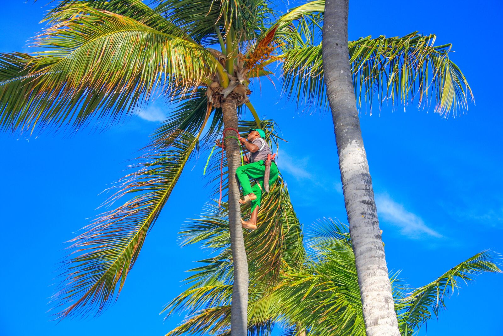Canon EOS 1000D (EOS Digital Rebel XS / EOS Kiss F) sample photo. Dominican republic, palm trees photography