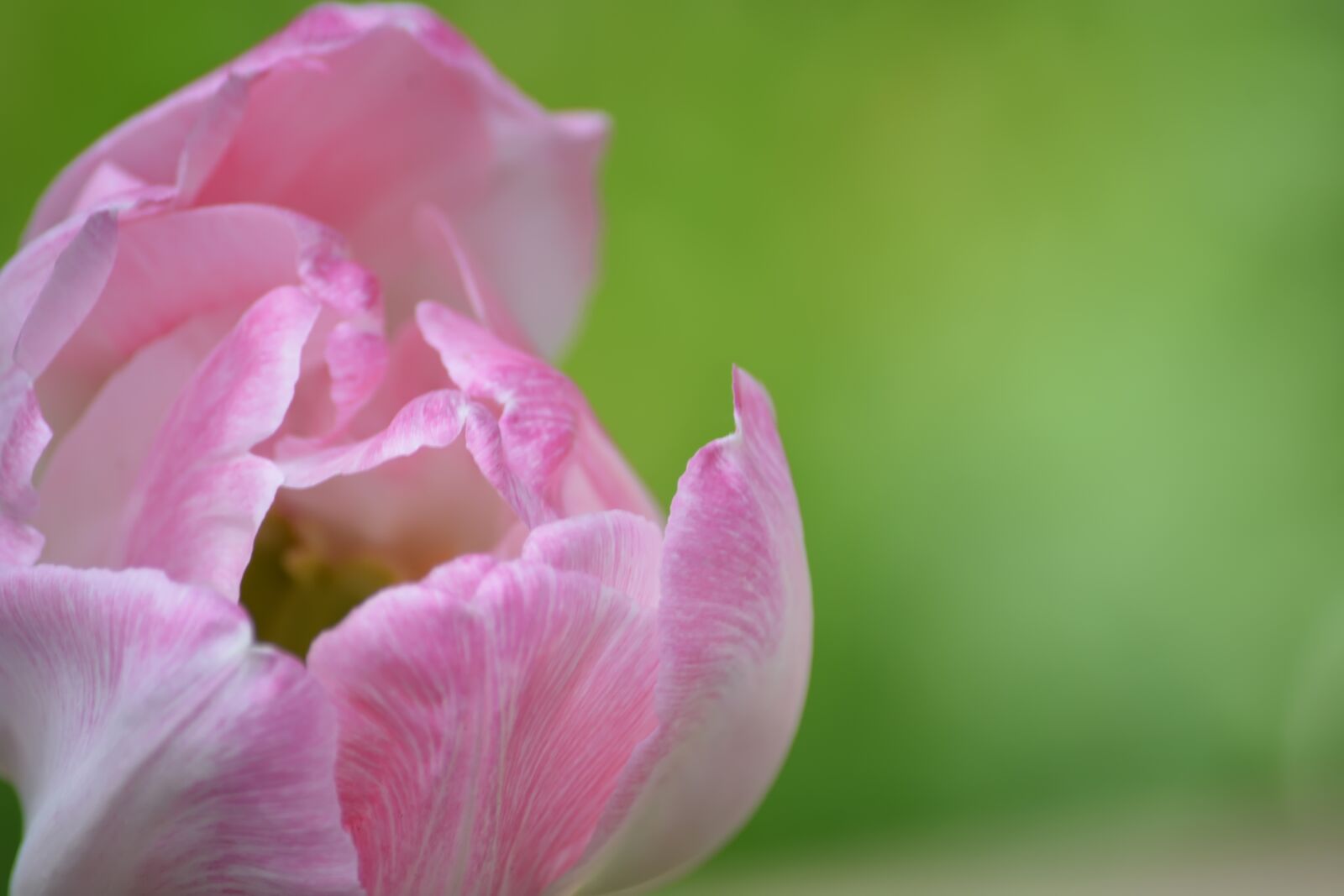 Nikon D5200 sample photo. Tulip, spring, flowers photography