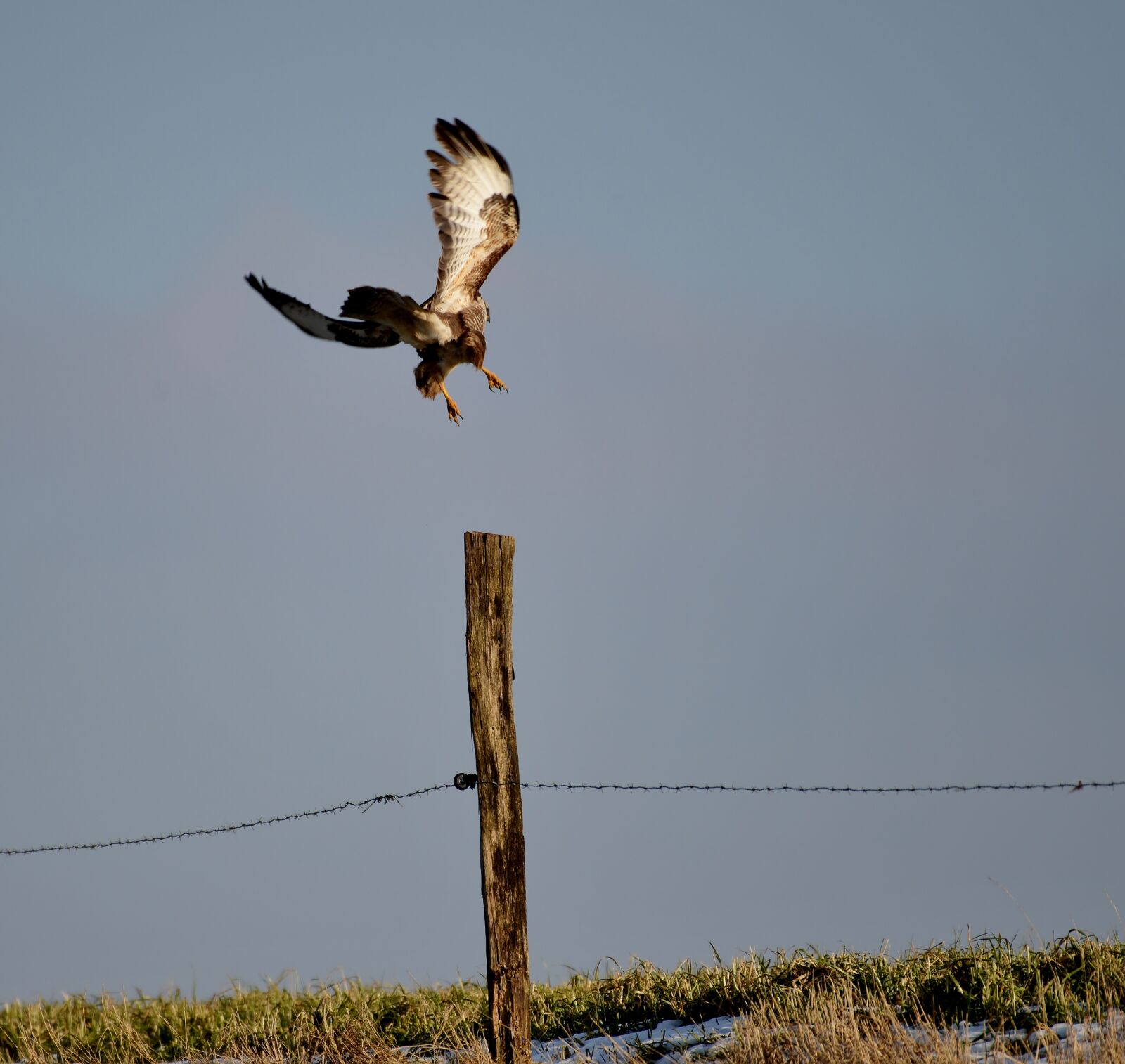 Nikon D600 sample photo. Common buzzard, bird of photography