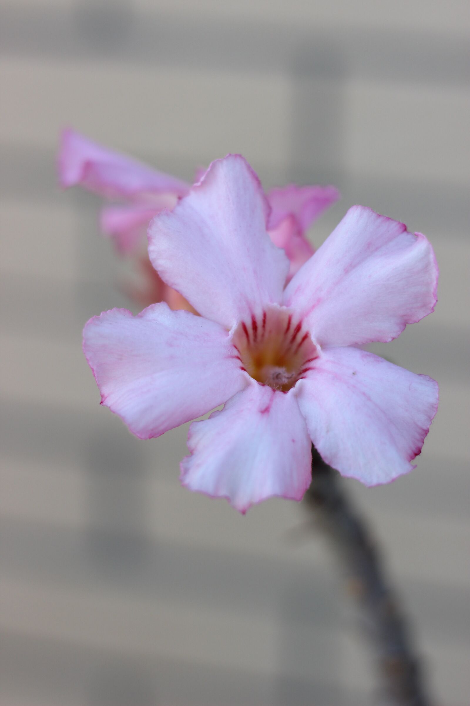 Canon EF 50mm F1.8 STM sample photo. Pink flower, brick wall photography