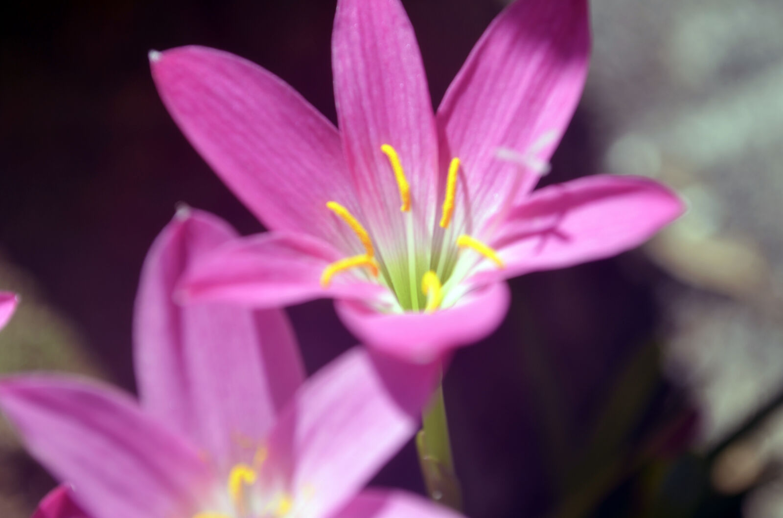 AF Zoom-Nikkor 35-135mm f/3.5-4.5 N sample photo. Beautiful, flowers, flower, flowers photography