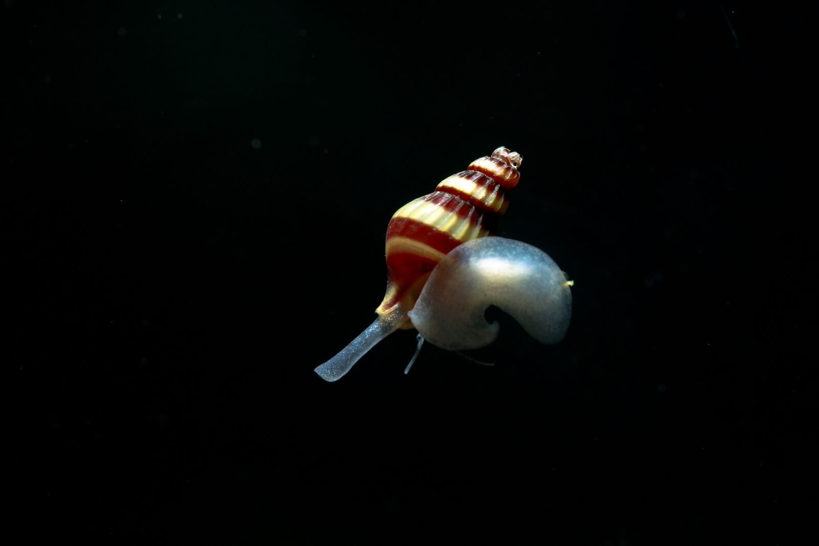 Canon EF 100mm F2.8L Macro IS USM sample photo. Snail, fish, helena snails photography