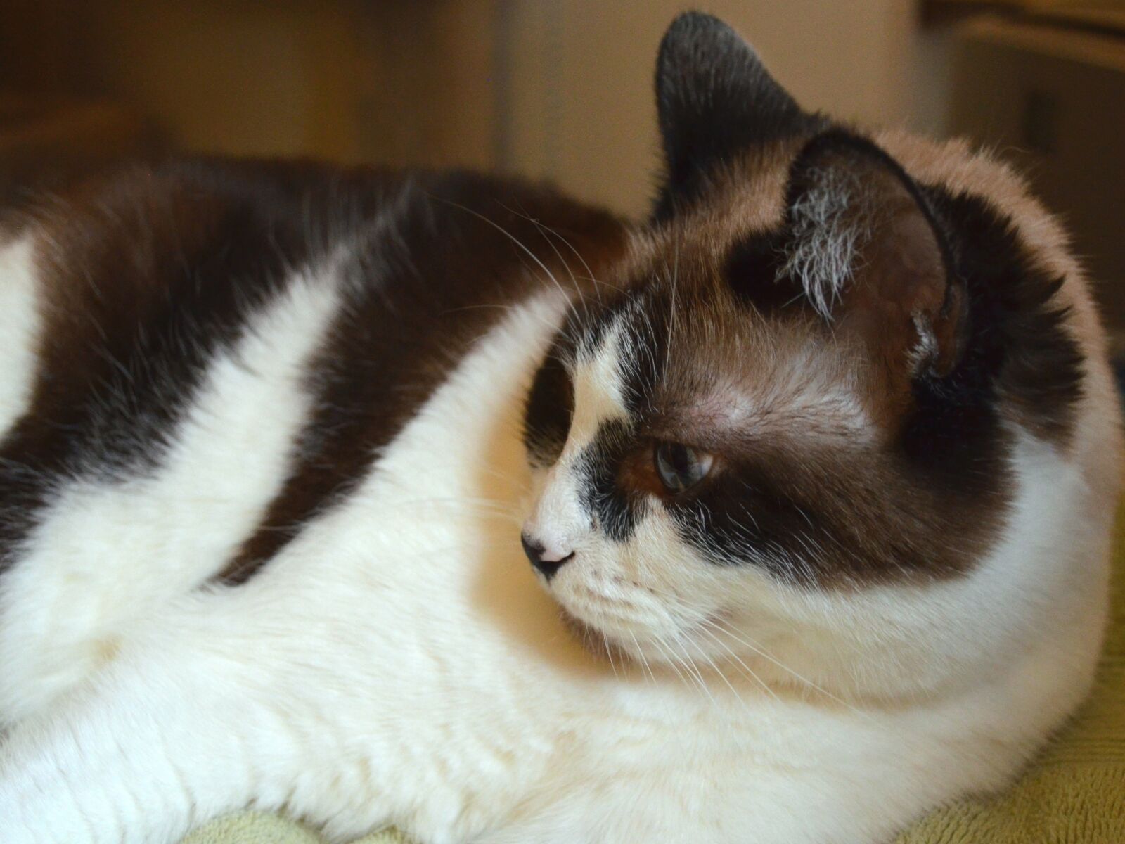 Nikon D5100 sample photo. Cat, kitty, pet photography