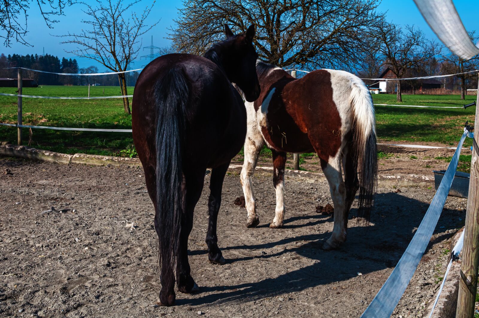 Nikon D90 sample photo. Horse pictures, sky, landscape photography