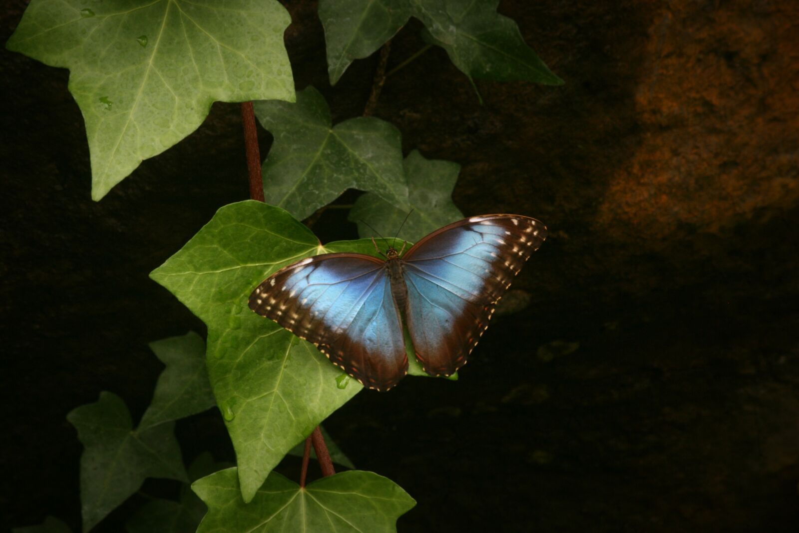 Canon EOS 400D (EOS Digital Rebel XTi / EOS Kiss Digital X) sample photo. Morpho, butterfly, blue photography