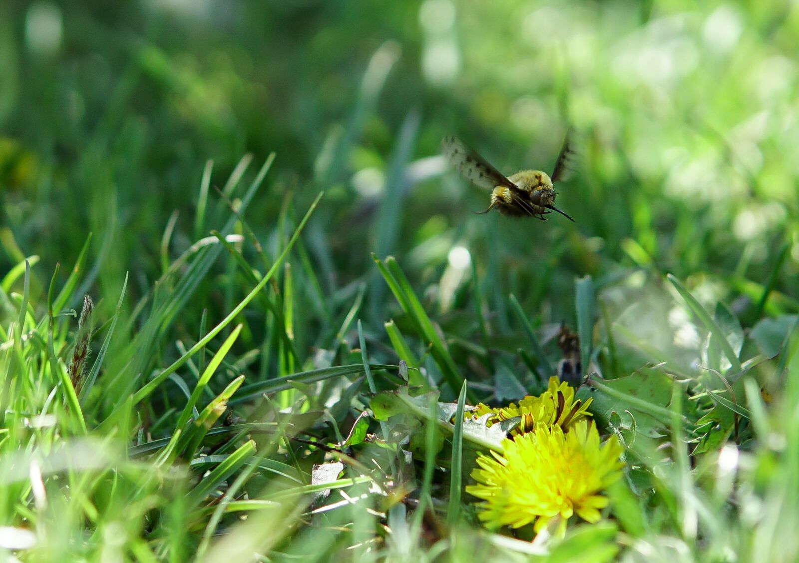 30mm F1.4 DC DN | Contemporary 016 sample photo. Bombyliidae, speckled wool sliders photography
