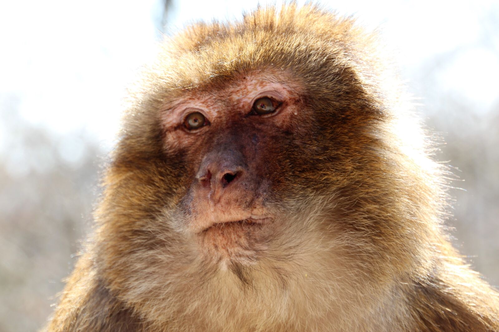Canon EOS 600D (Rebel EOS T3i / EOS Kiss X5) sample photo. Barbary ape, brown, monkey photography
