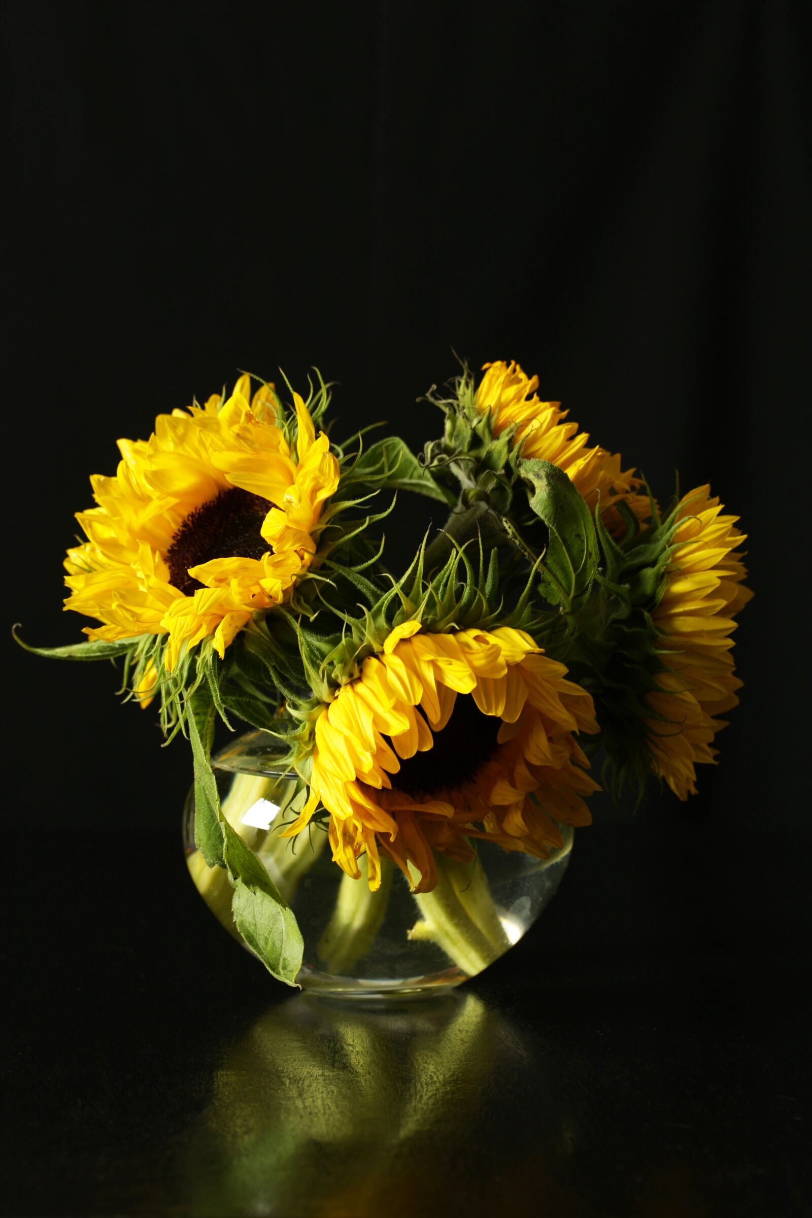 Canon EOS 40D sample photo. Sunflowers, sunflowers in a photography