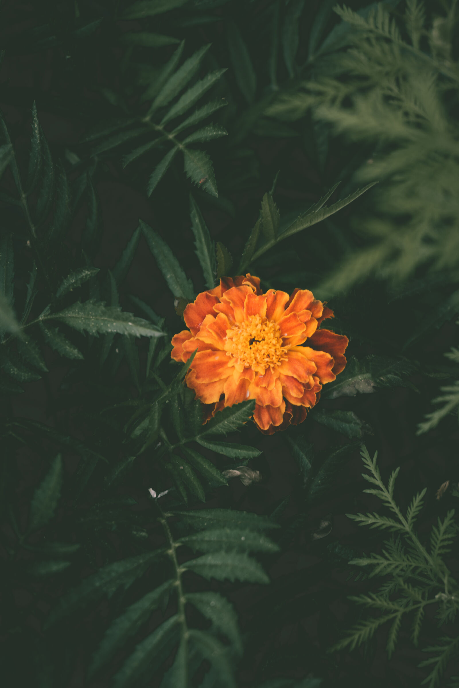 Sony a6000 sample photo. Beautiful, flowers, bloom, blooming photography