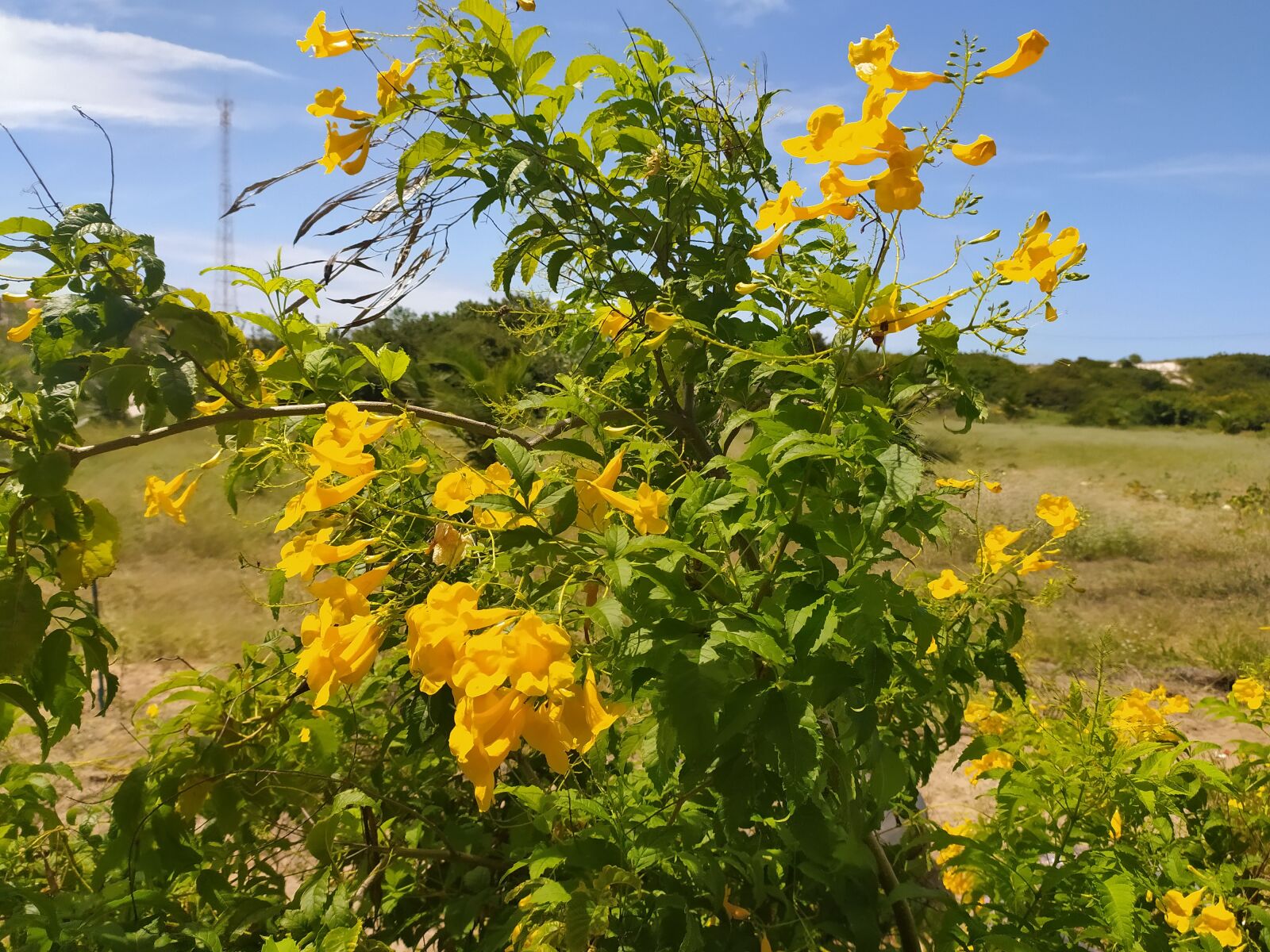 Xiaomi Redmi Note 8 sample photo. Flower, yellow, garden photography