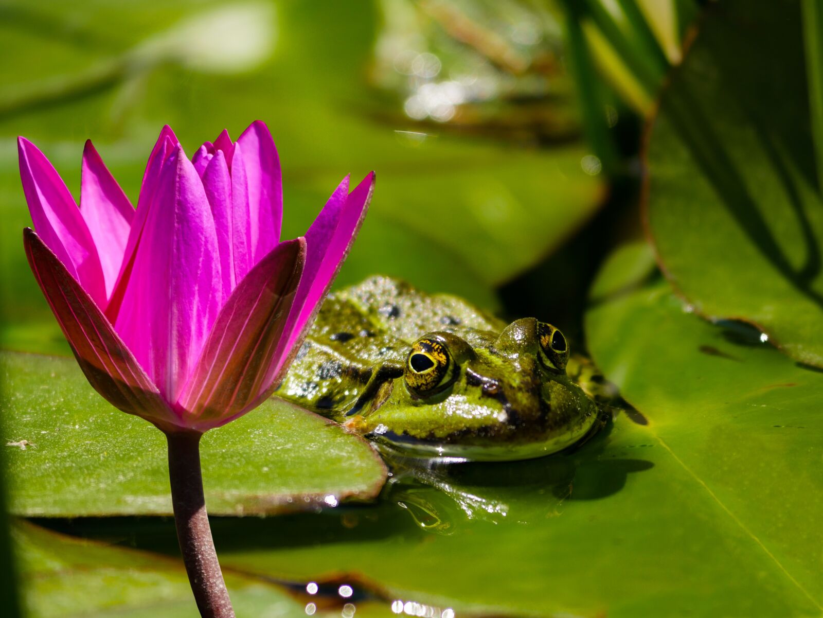Panasonic DMC-G70 sample photo. Nature, animal, frog photography