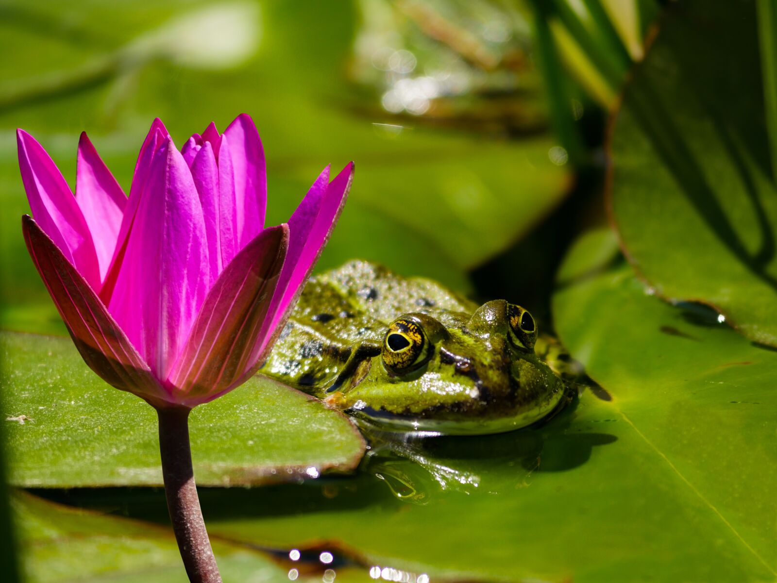 Panasonic DMC-G70 + Panasonic Lumix G Vario 100-300mm F4-5.6 OIS sample photo. Nature, animal, frog photography