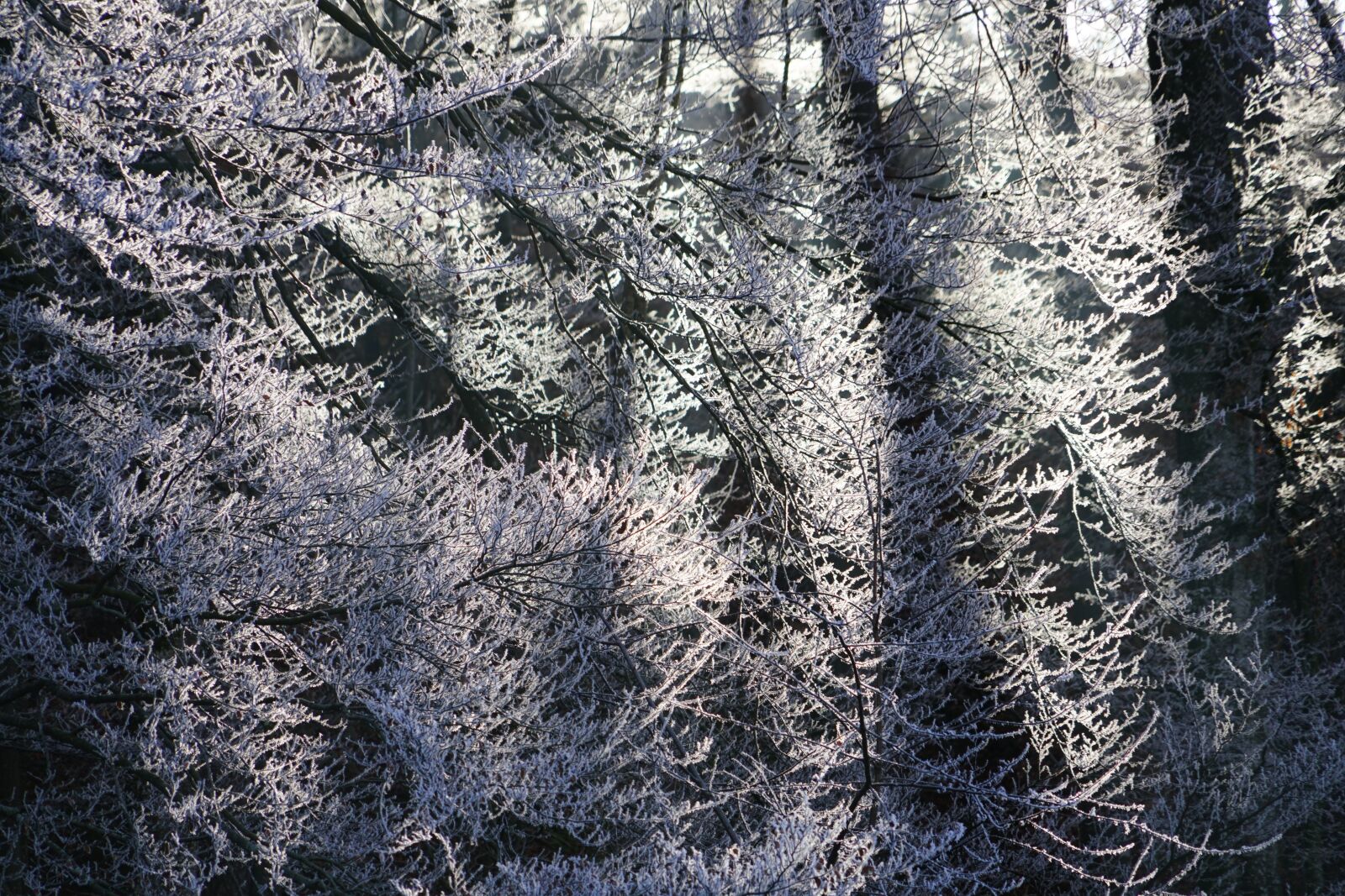 Sony a7R II + Sony FE 24-240mm F3.5-6.3 OSS sample photo. Hoarfrost, forest, aesthetic photography