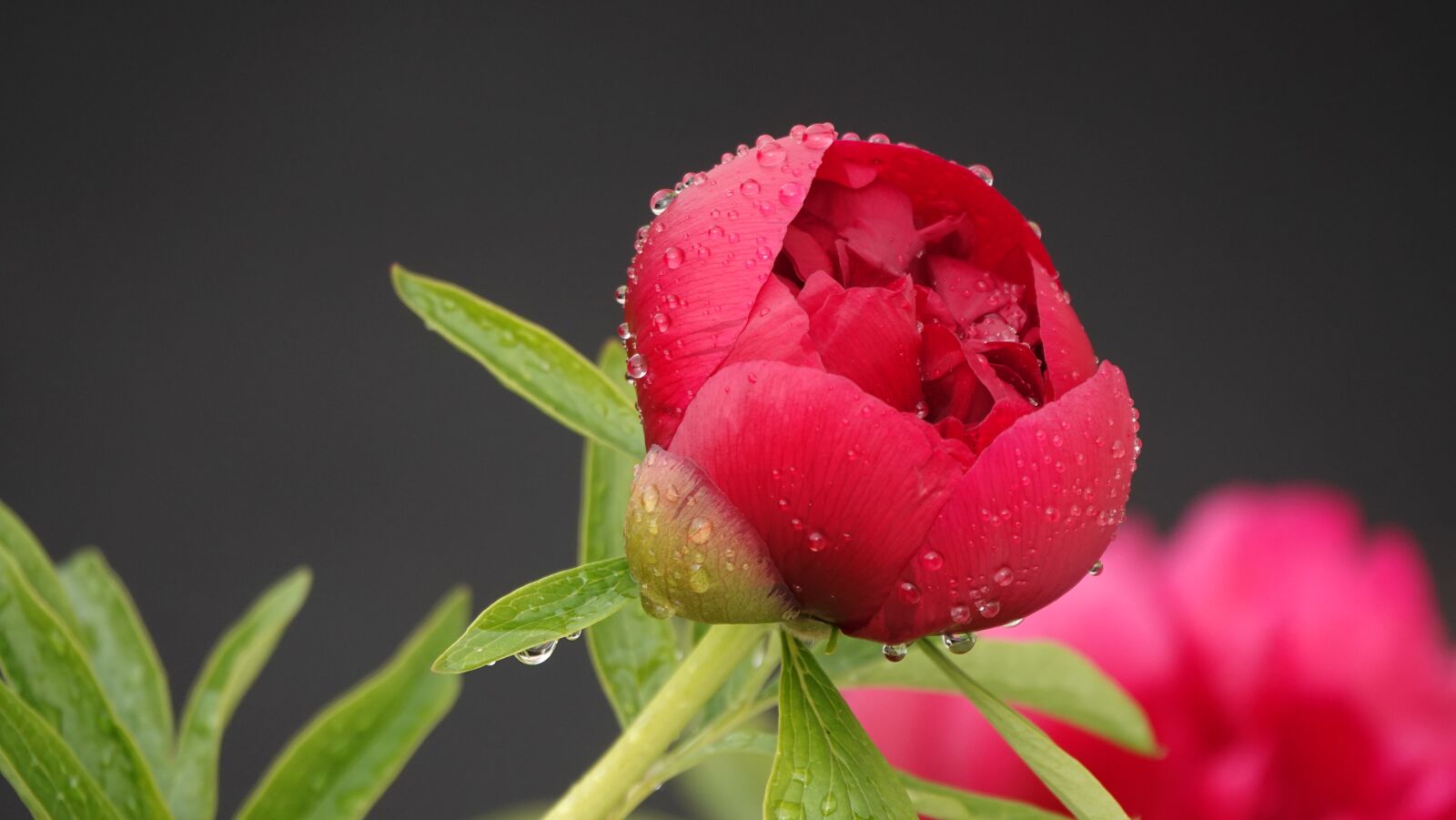 Sony Cyber-shot DSC-RX10 IV sample photo. Peony, rain, nature photography