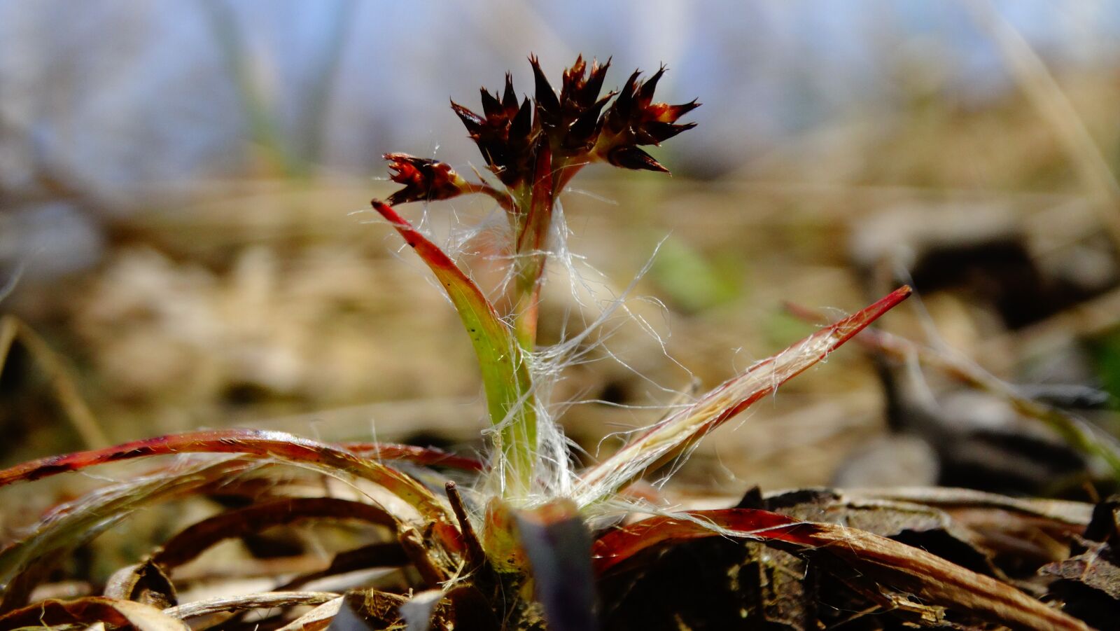 Sony Cyber-shot DSC-HX300 sample photo. Grass, grass bloom, blossom photography