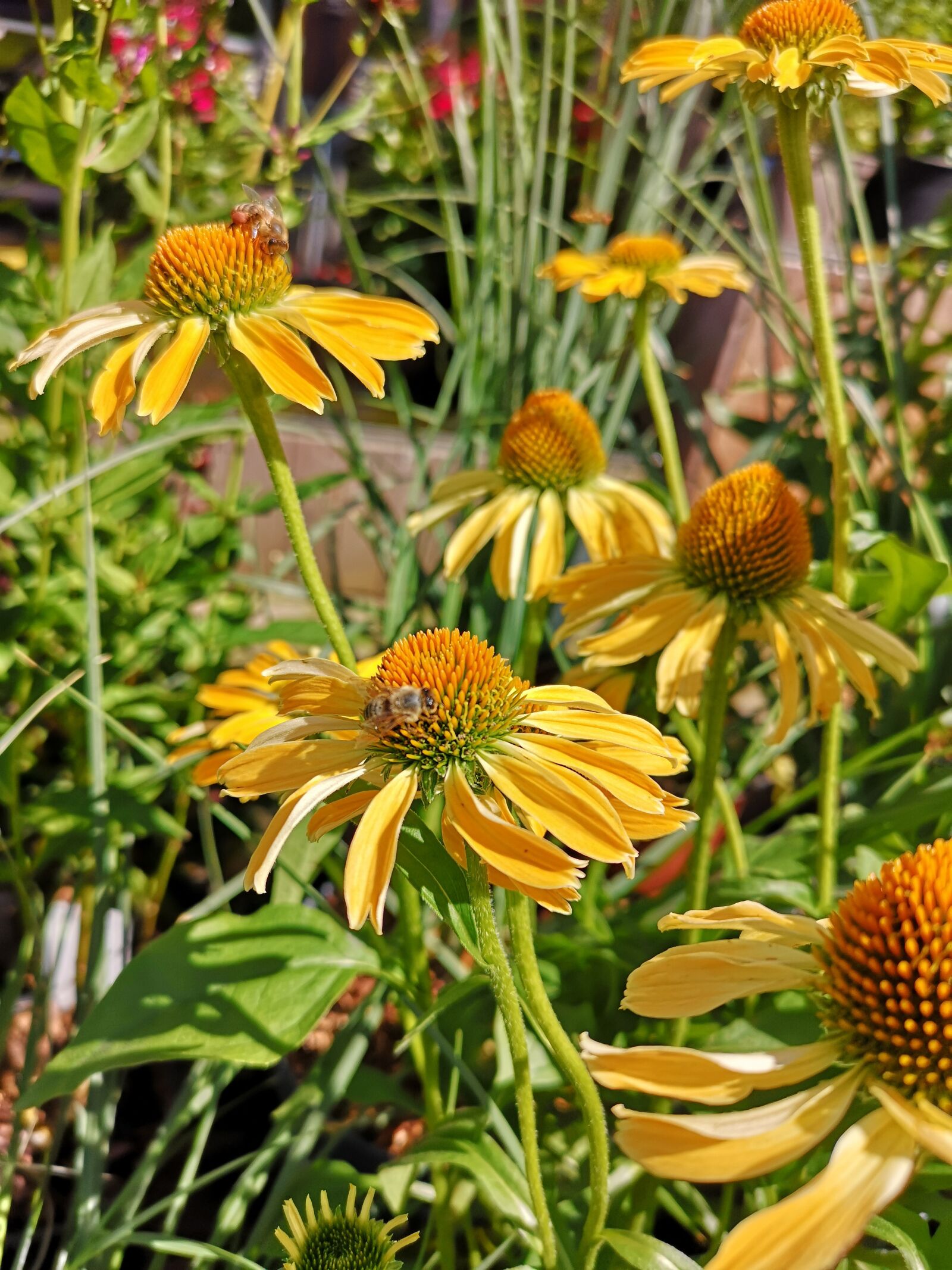 HUAWEI CLT-L29 sample photo. Coneflower, echinacea, yellow photography