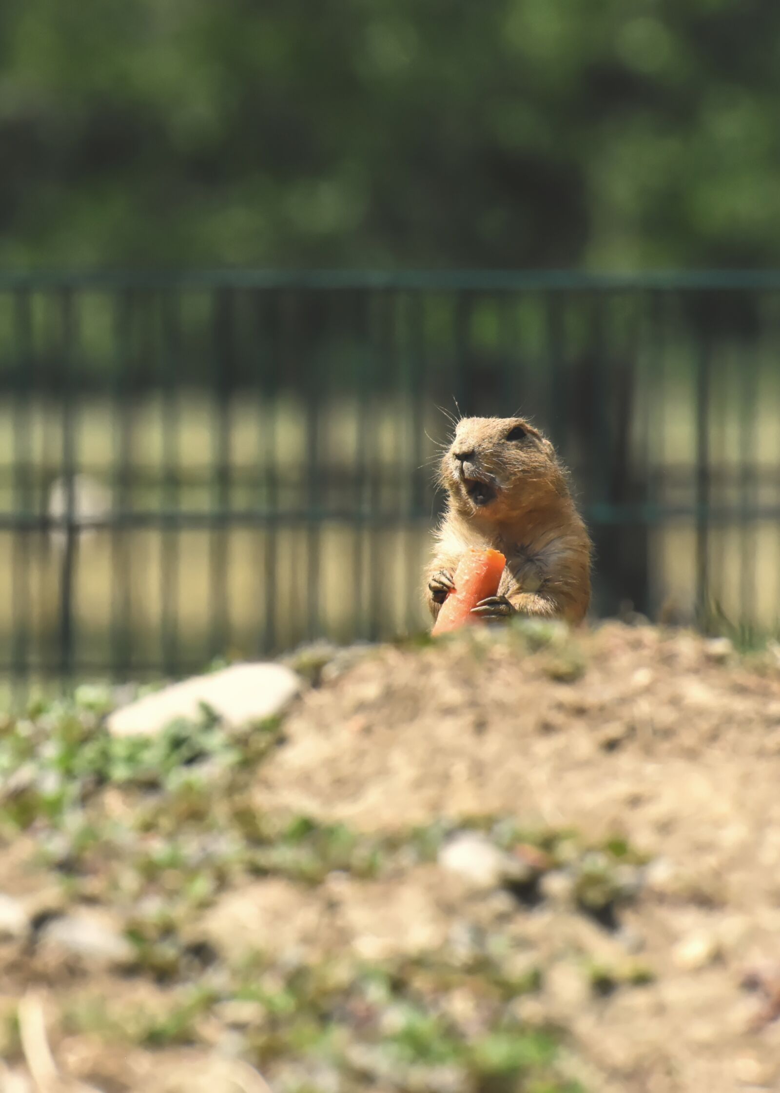 Nikon D7200 sample photo. Prairie dogs, nager, rodents photography