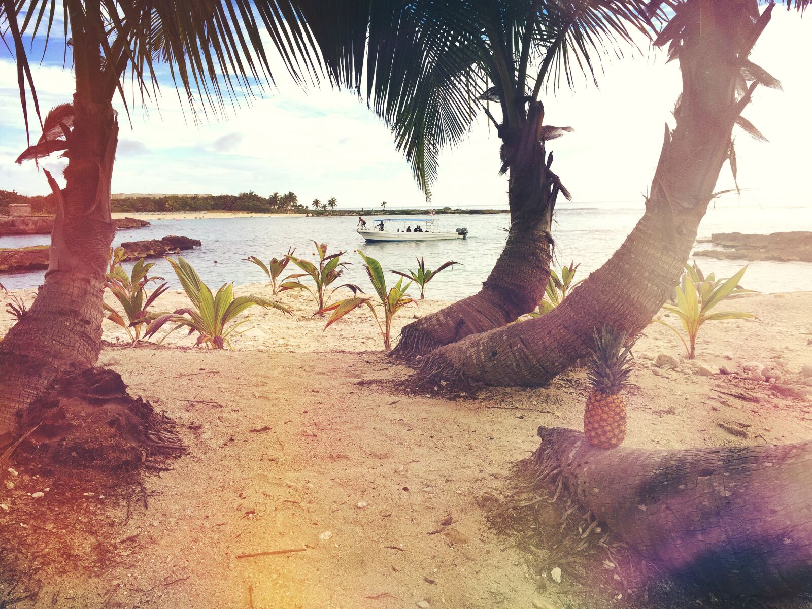 Apple iPhone 6 sample photo. 3, coconut, trees, near photography