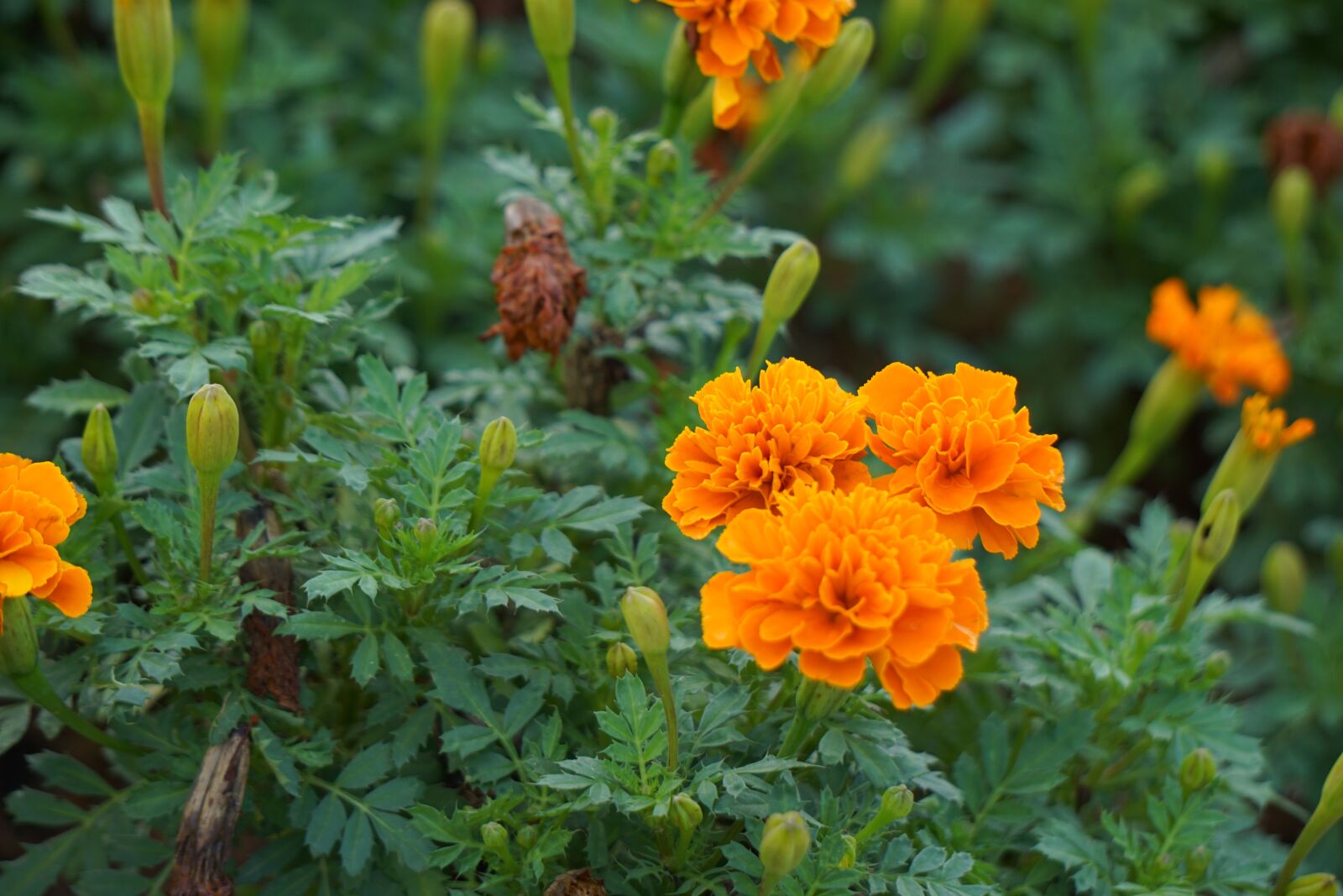 Sony a6000 sample photo. Flower, yellow photography