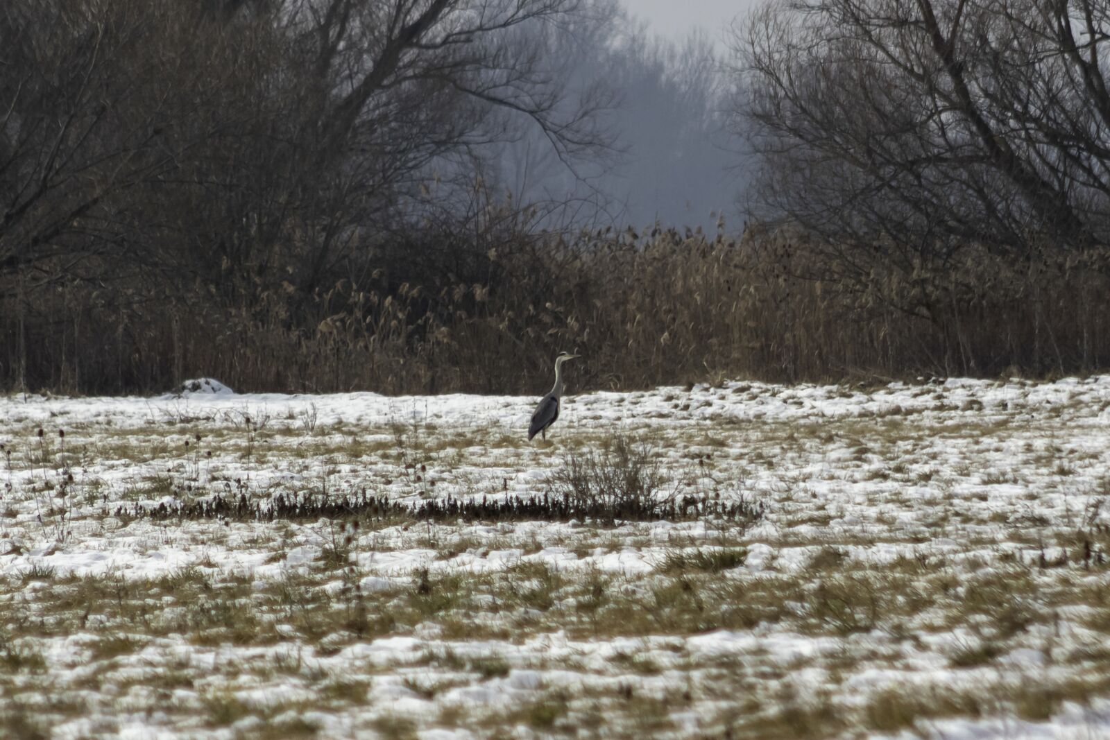 Canon EOS 1300D (EOS Rebel T6 / EOS Kiss X80) sample photo. Grey heron, heron, hunter photography