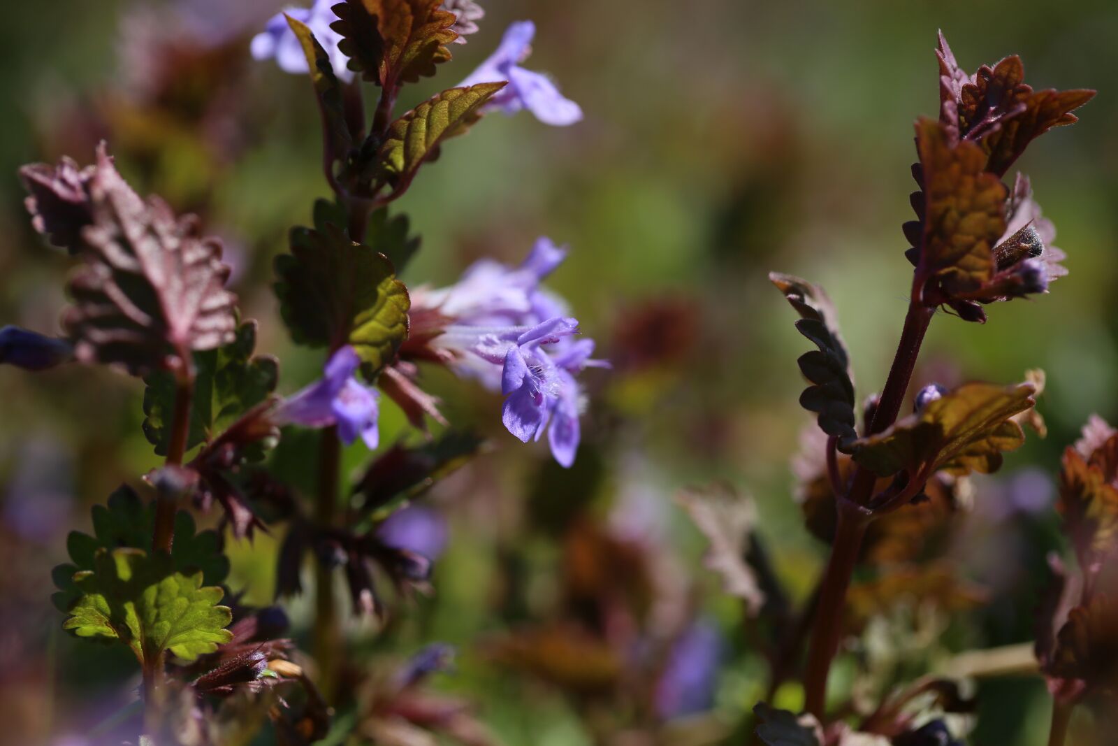 Canon EF 100mm F2.8L Macro IS USM sample photo. Flowers, engine, scion photography