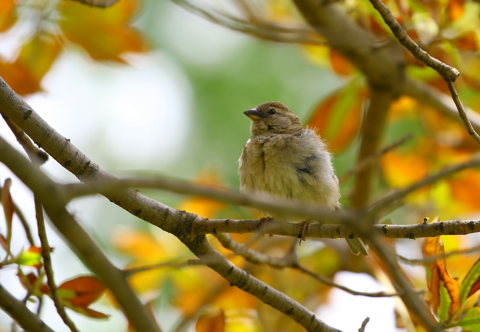Canon EOS 5D Mark III sample photo. Nature, outdoors, tree, bird photography