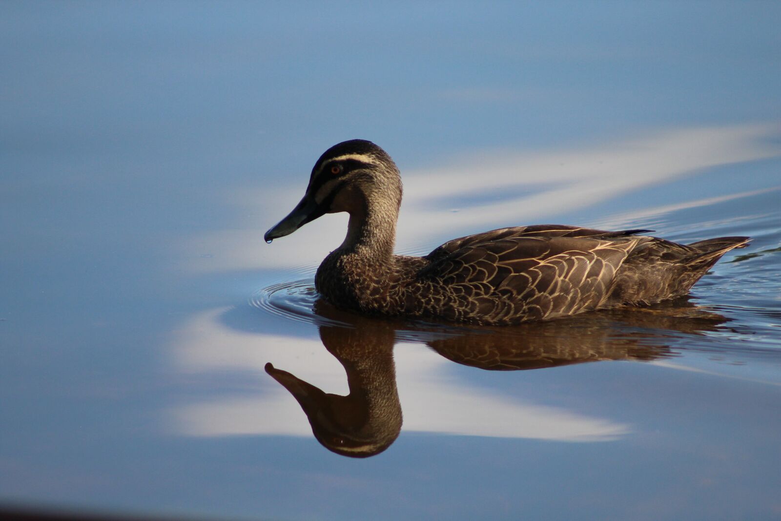 Canon EF 75-300mm f/4-5.6 sample photo. Duck, water, reflection photography