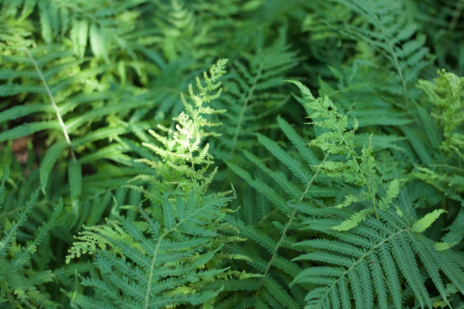 Canon EOS 760D (EOS Rebel T6s / EOS 8000D) sample photo. Fern, plant, nature photography