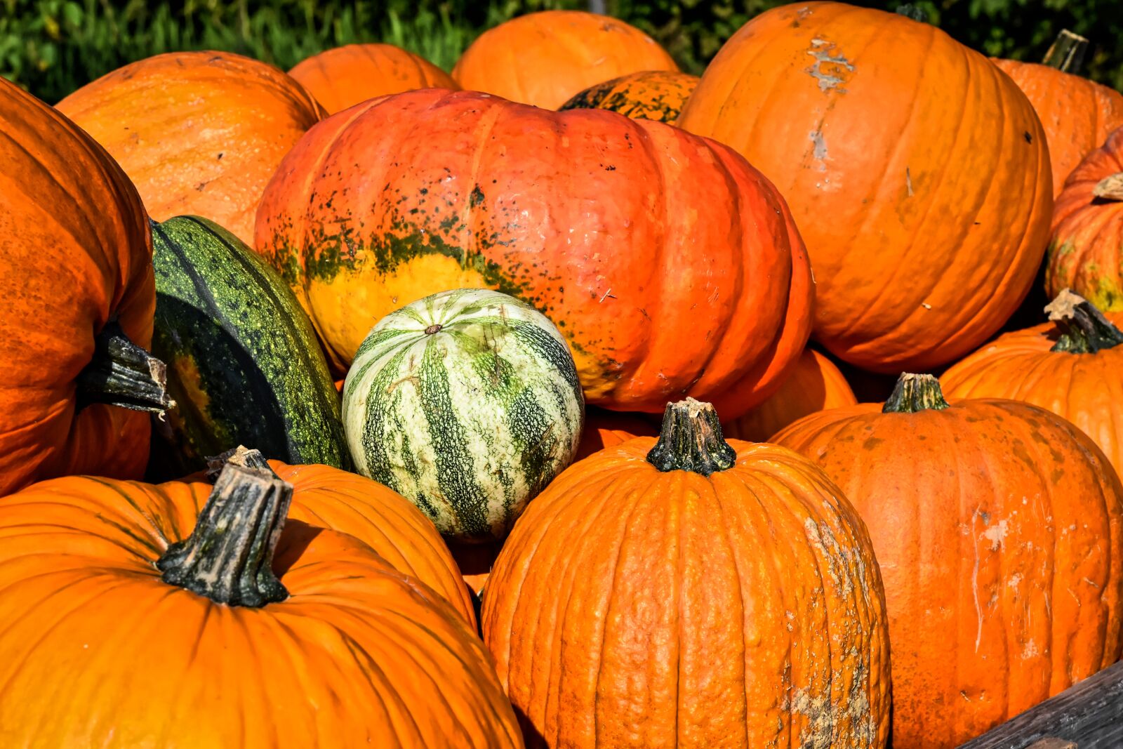 Nikon D7200 sample photo. Pumpkin, fruit, autumn photography