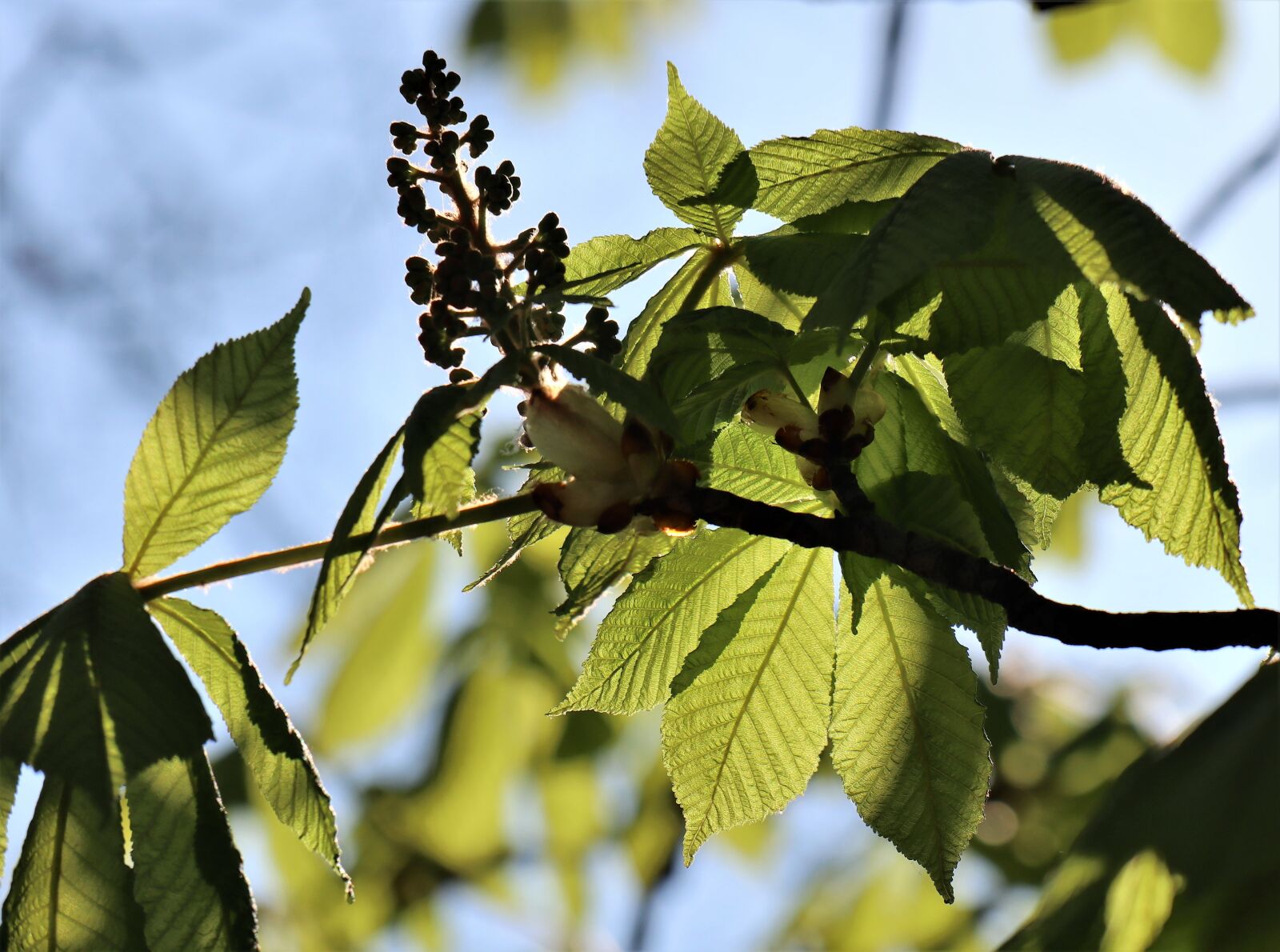 Canon EOS M6 sample photo. Spring, april, horse chestnut photography