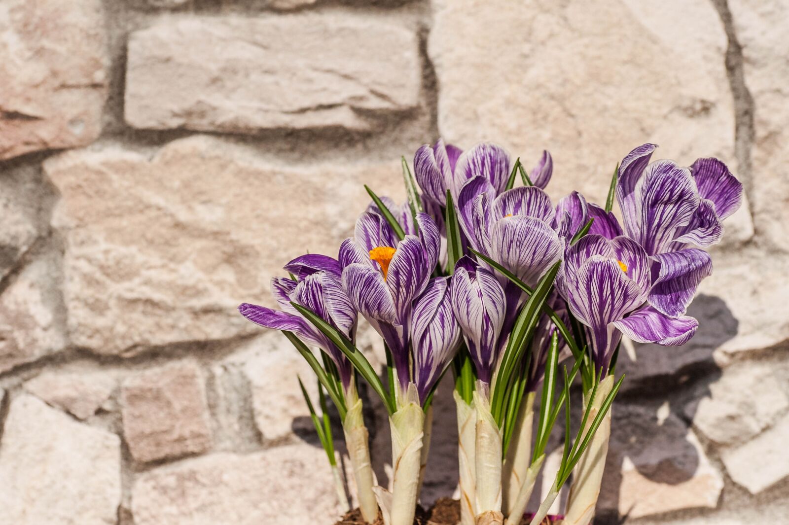 Nikon D700 sample photo. Spring awakening, flowers, early photography