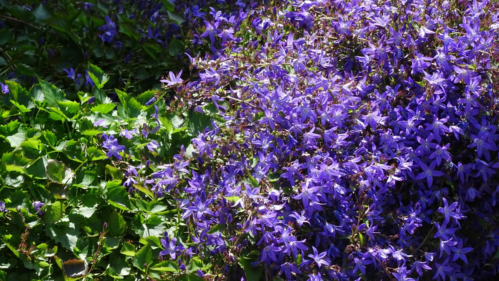 Sony DSC-HX60 sample photo. Violets, violet, flowers photography