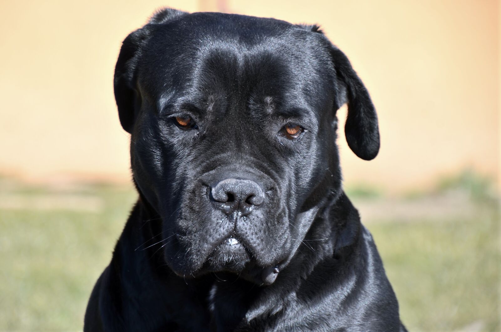 Nikon D7000 sample photo. Cane corso, dog, thinking photography