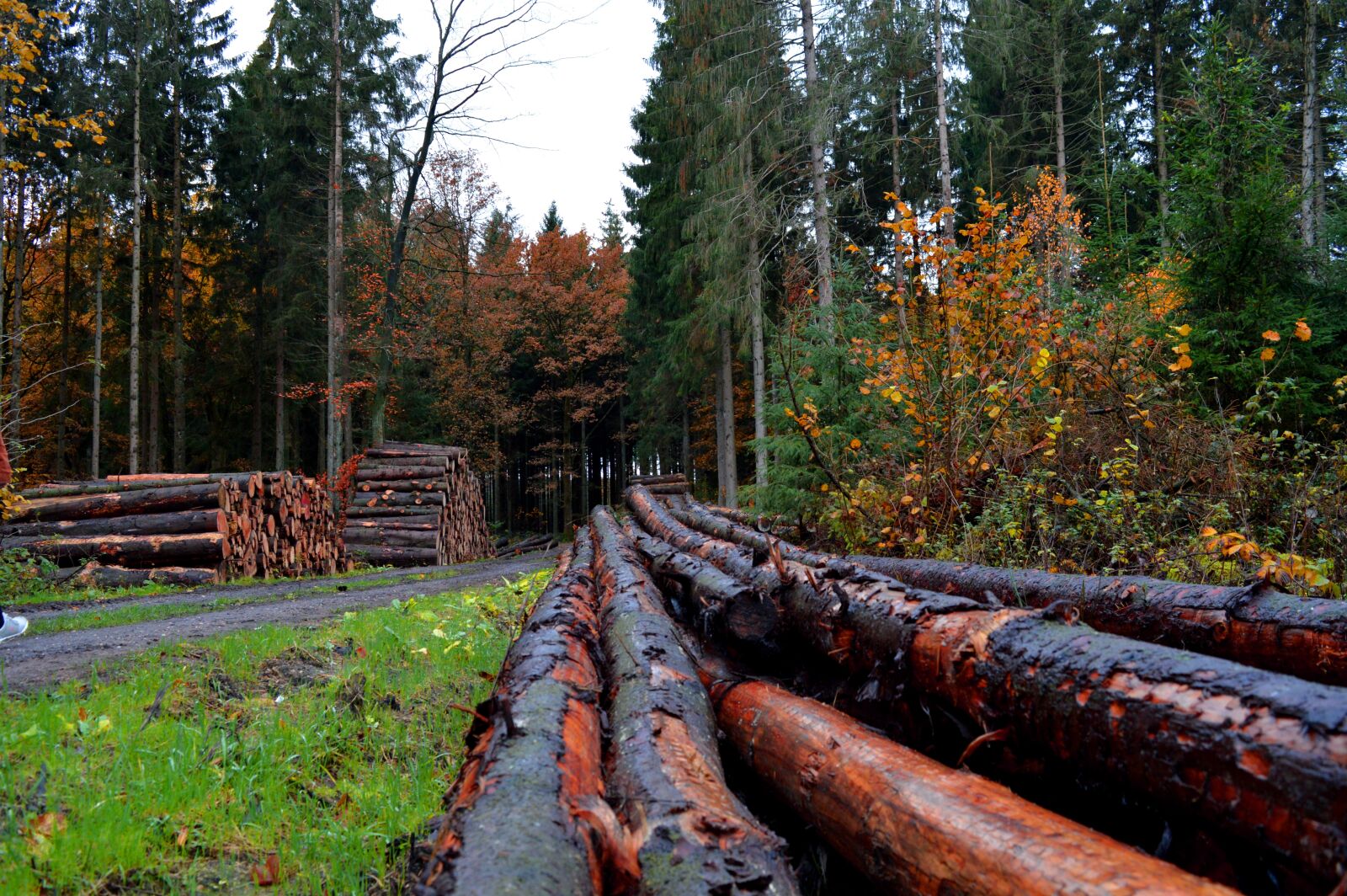 Nikon D3200 sample photo. Forest, trees, tree trunks photography
