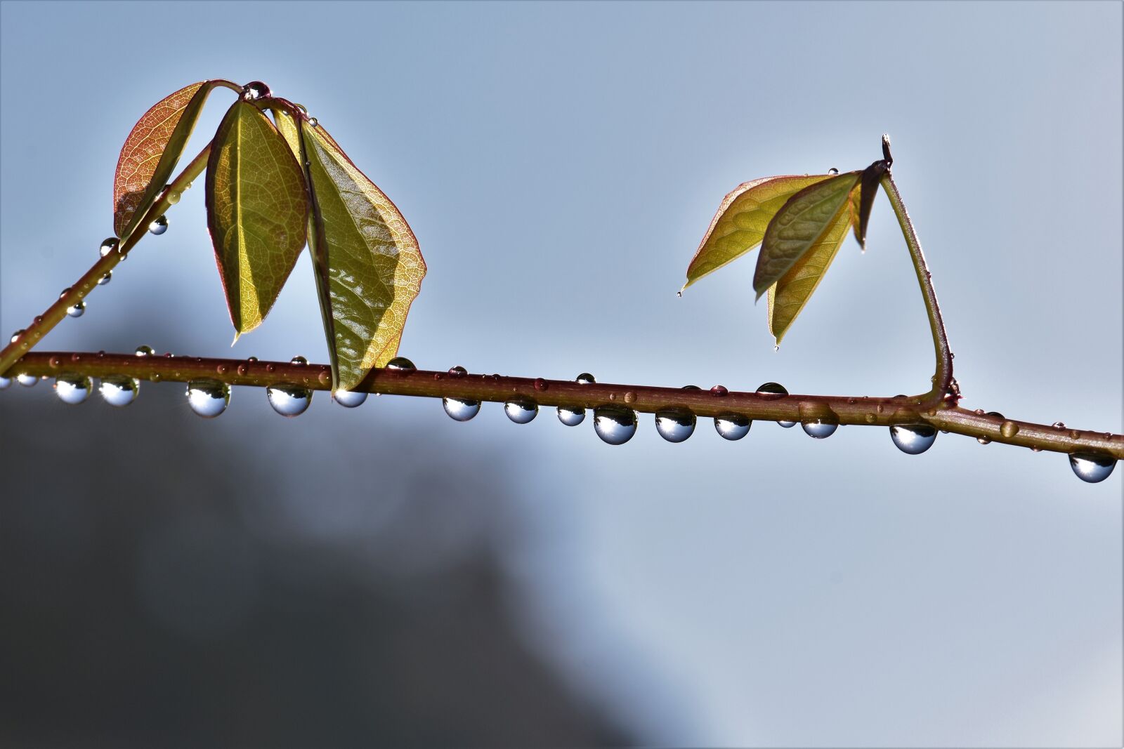 Nikon D5500 sample photo. Raindrop, dewdrop, drop of photography